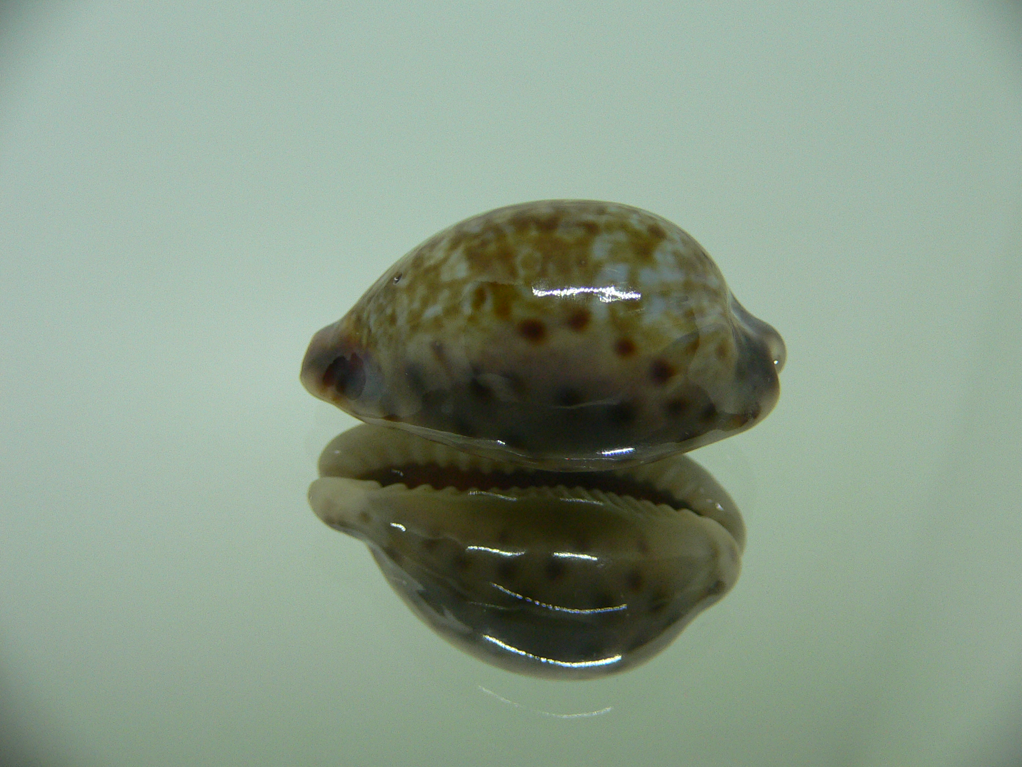 Cypraea zonaria COLOR BASE