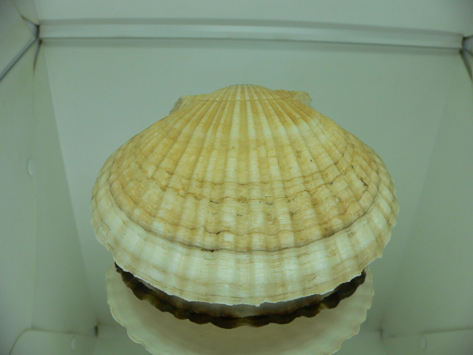 Patinopecten yessoensis OLD-TIMER