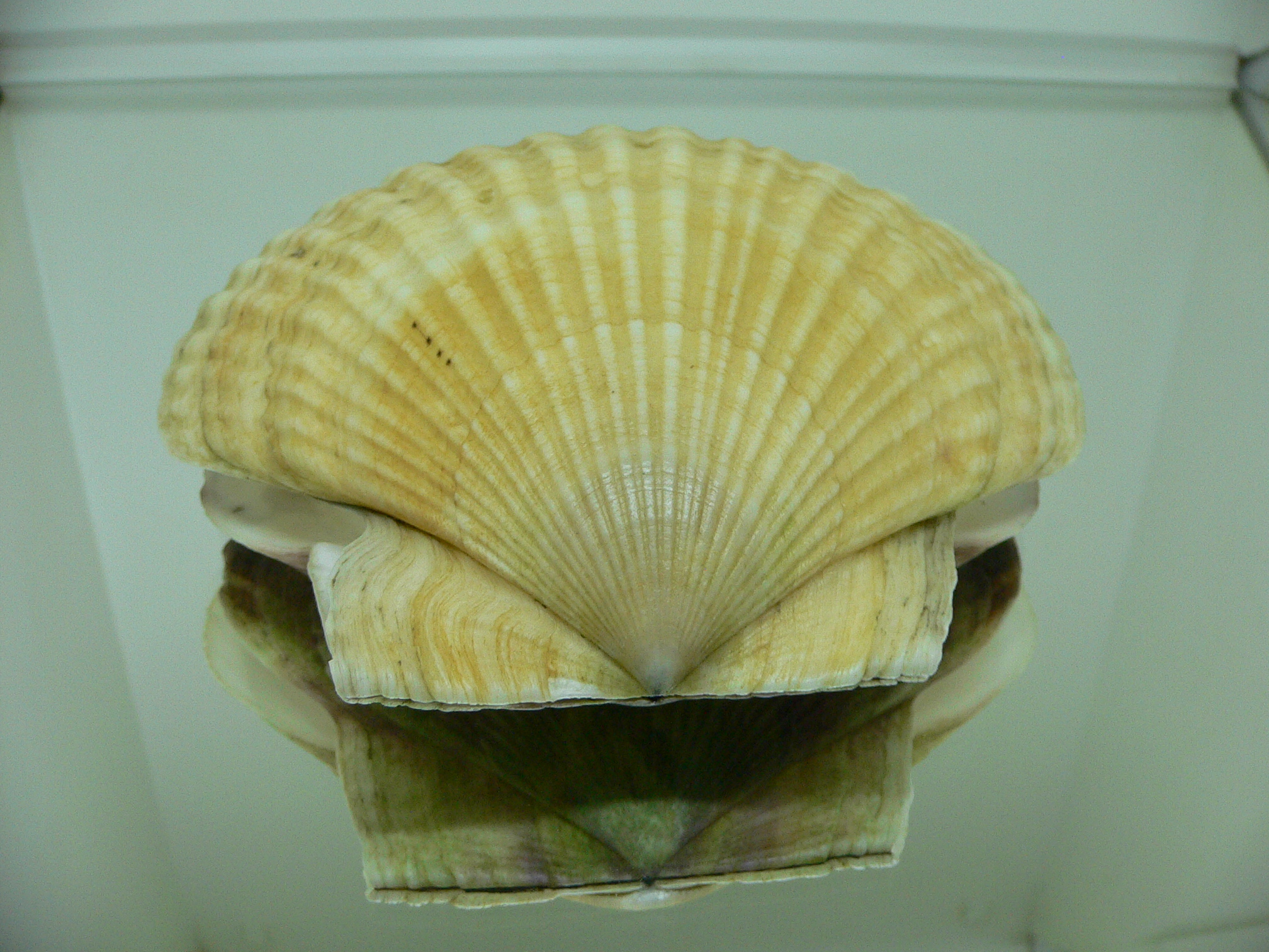 Patinopecten yessoensis OLD-TIMER