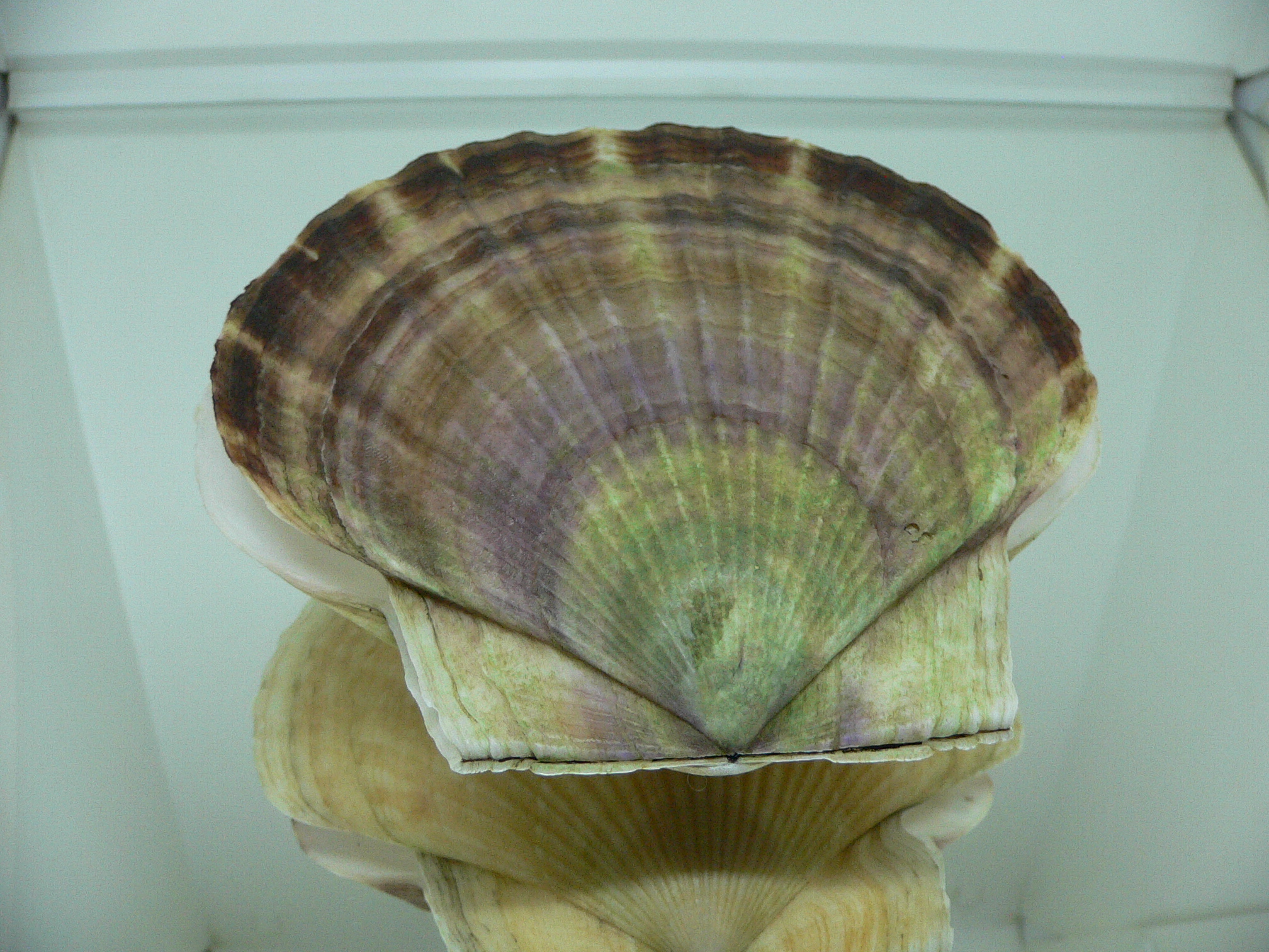 Patinopecten yessoensis OLD-TIMER