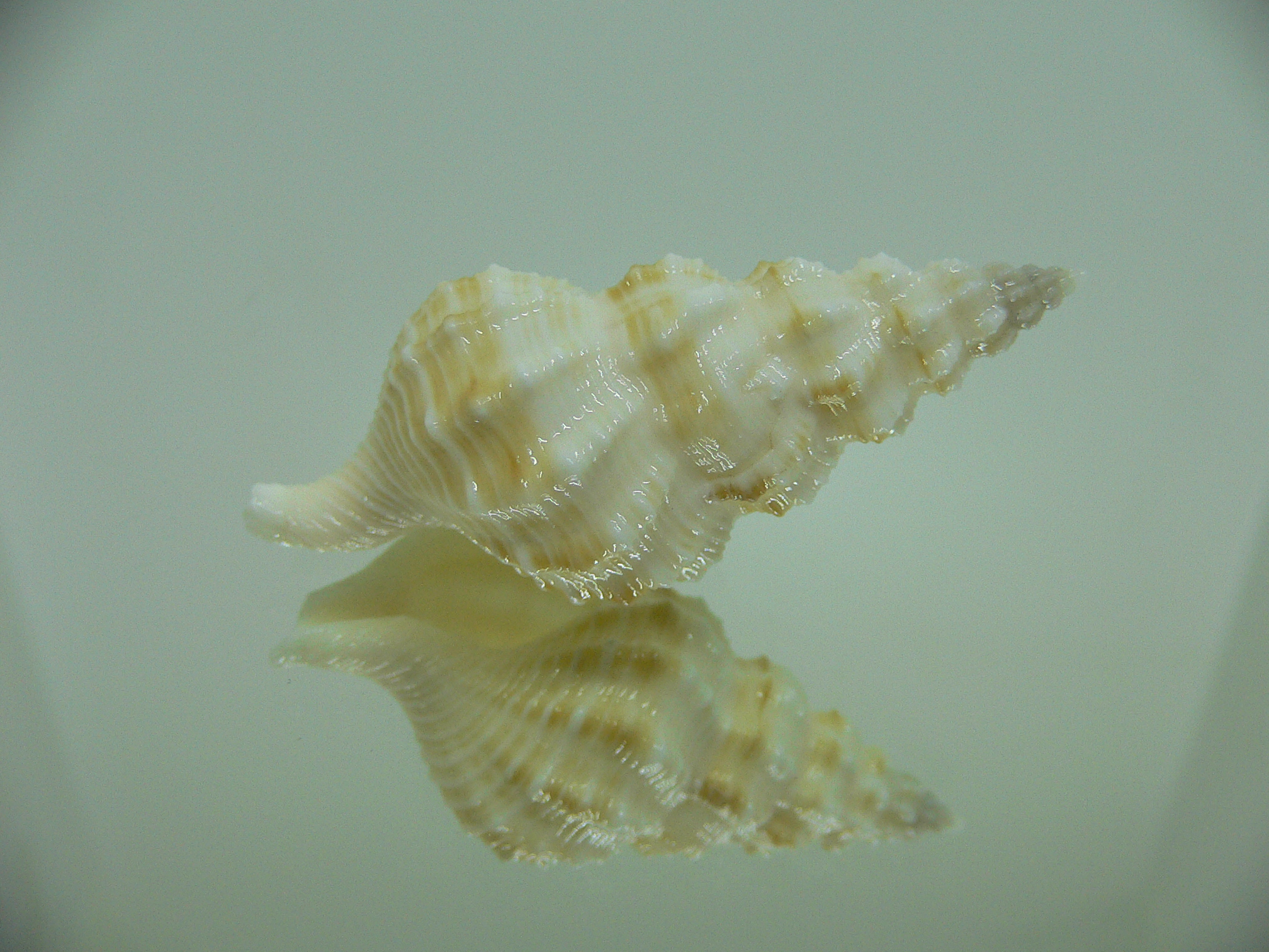 Nassaria magnifica lischkei BIG & SUPER