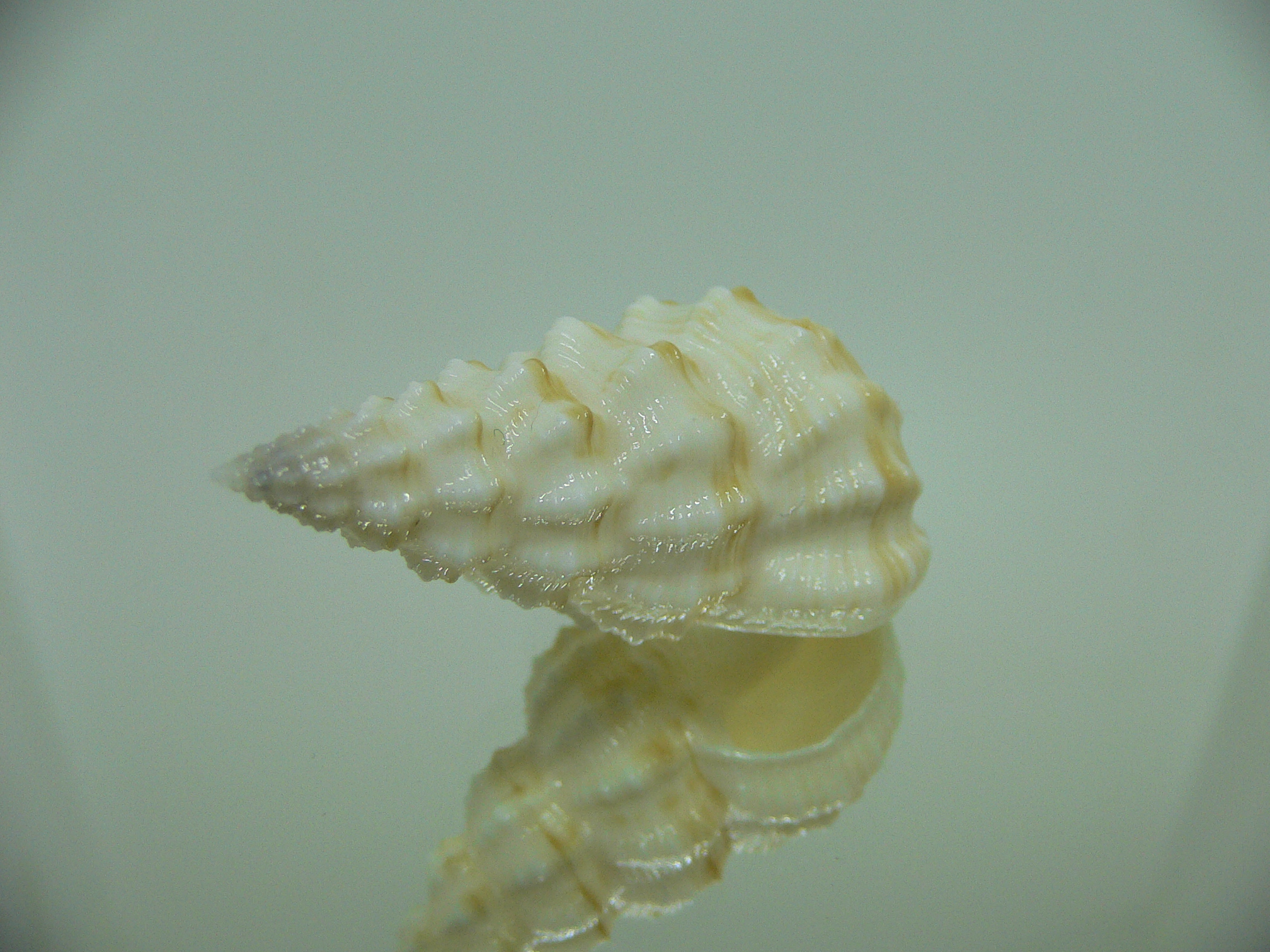 Nassaria magnifica lischkei BIG & SUPER