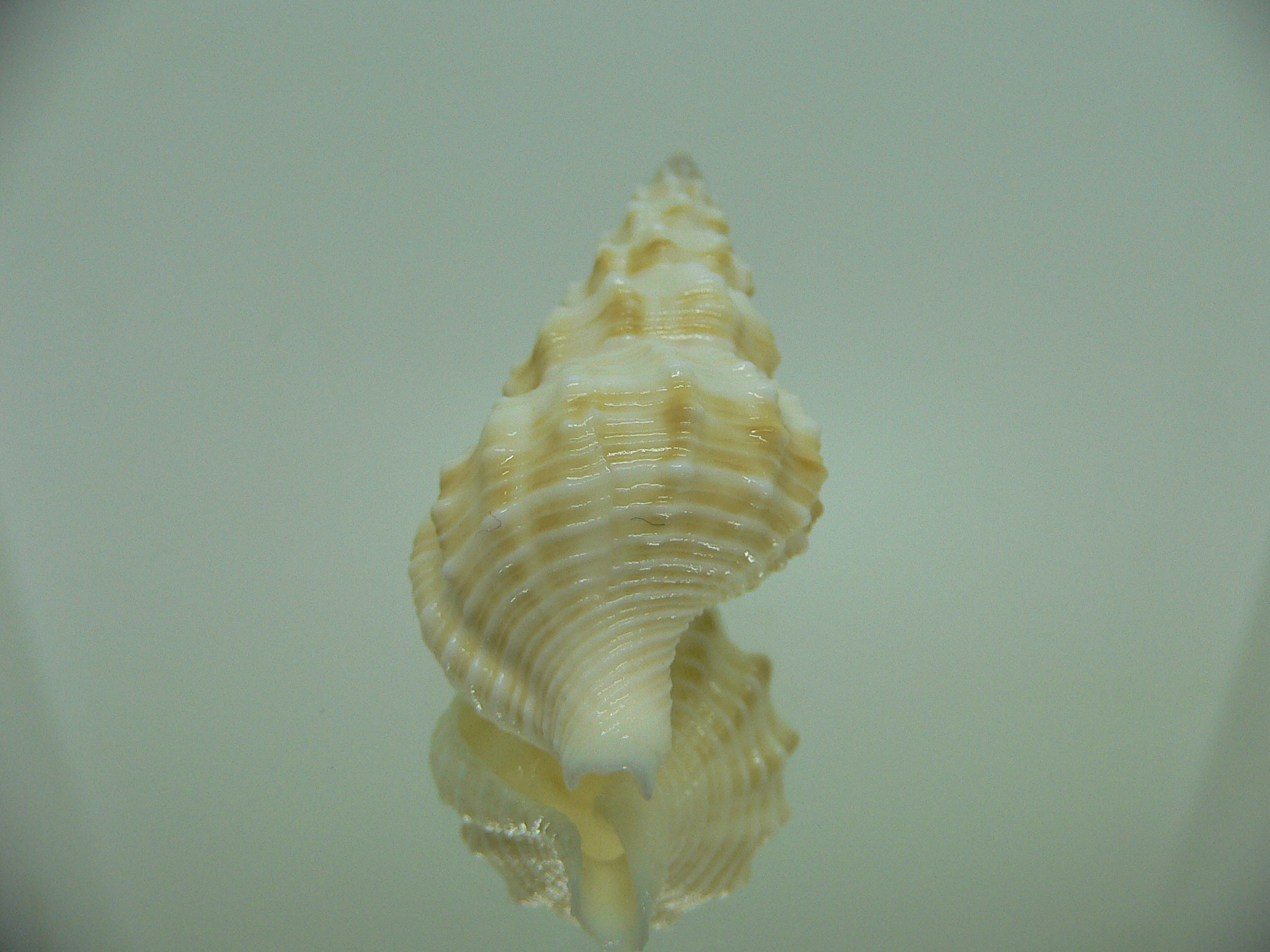 Nassaria magnifica lischkei BIG & SUPER