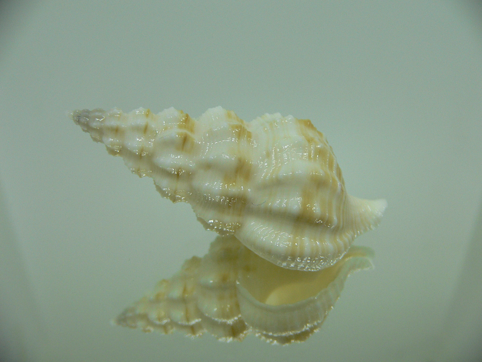 Nassaria magnifica lischkei BIG & SUPER