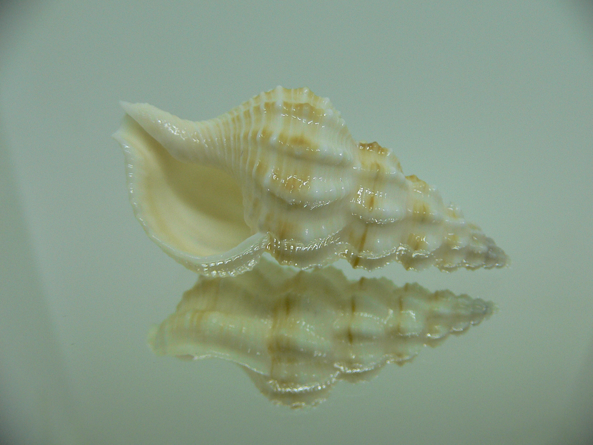 Nassaria magnifica lischkei BIG & SUPER