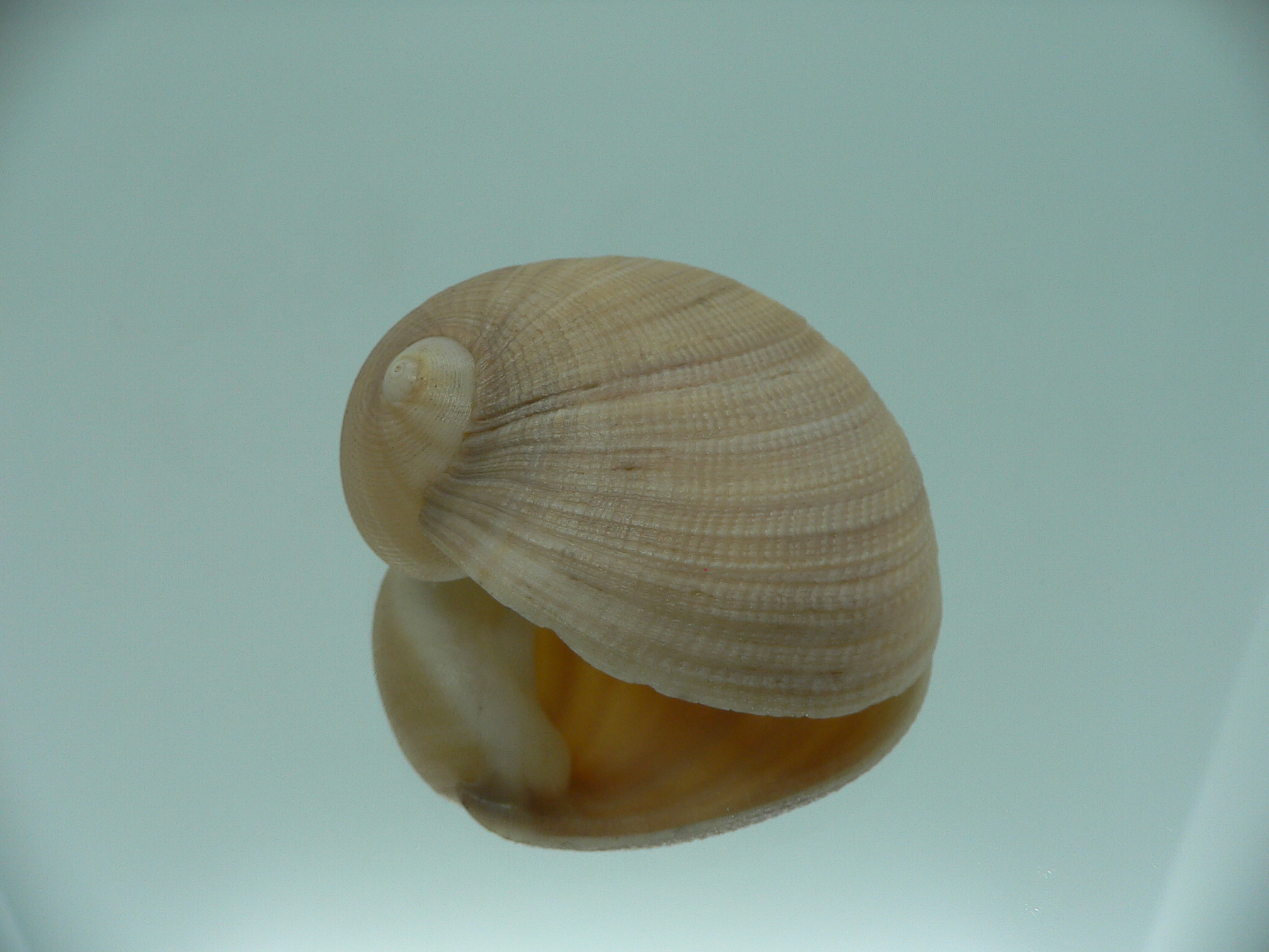 Sinum neritoideum SP. VERY BIG