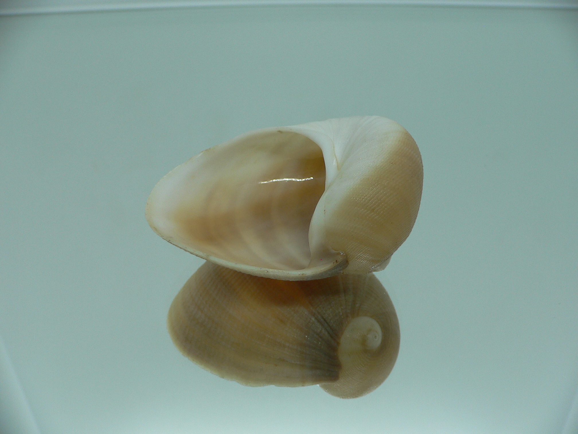 Sinum neritoideum SP. VERY BIG