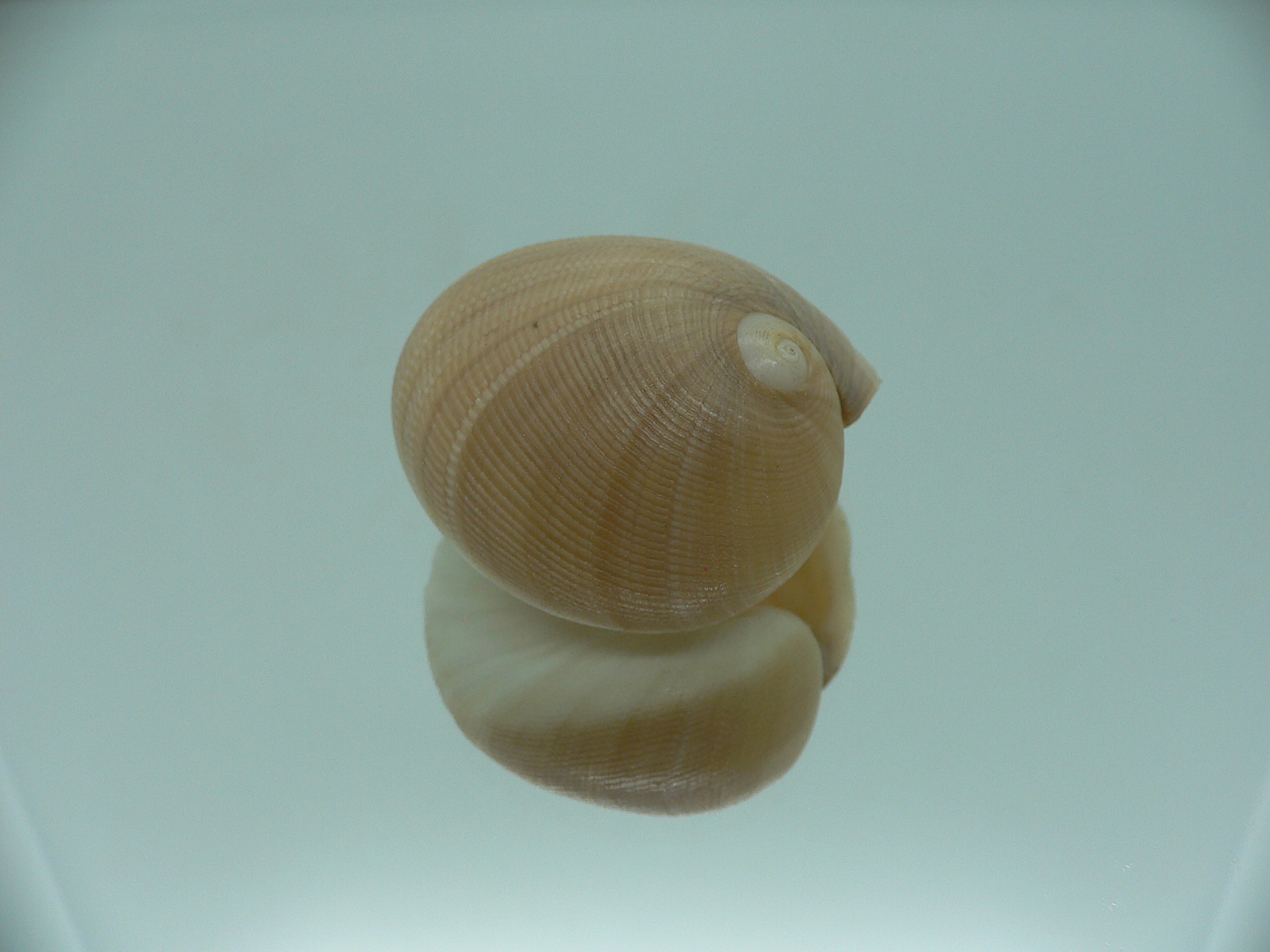 Sinum neritoideum SP. VERY BIG