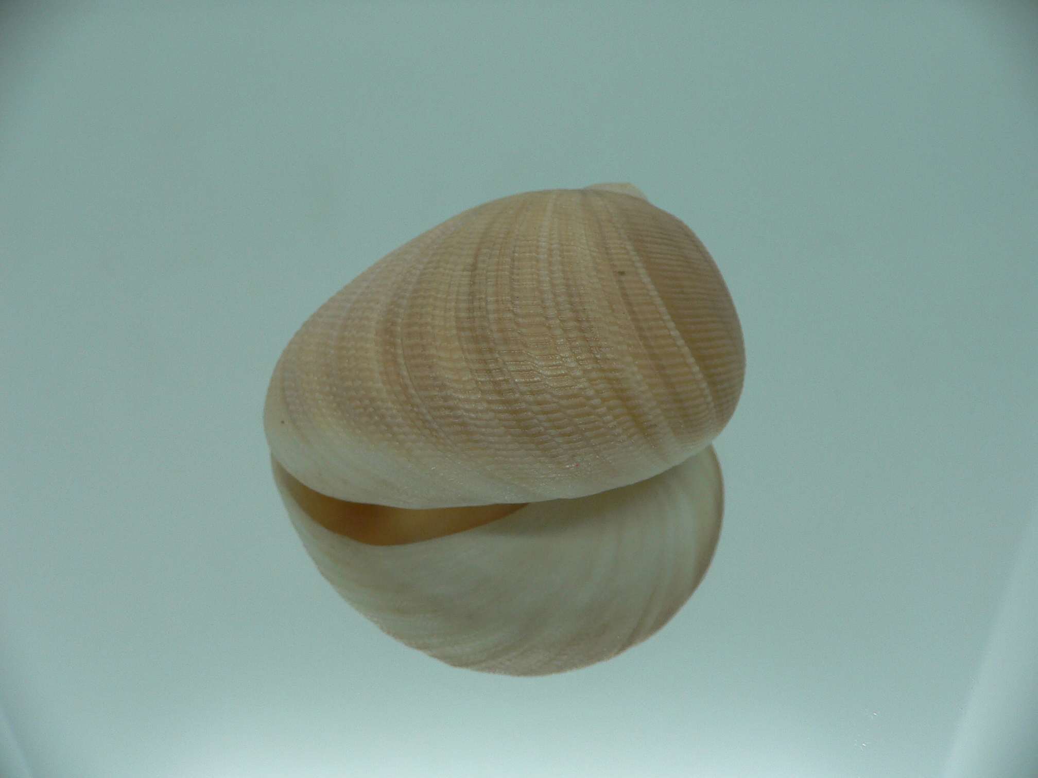 Sinum neritoideum SP. VERY BIG