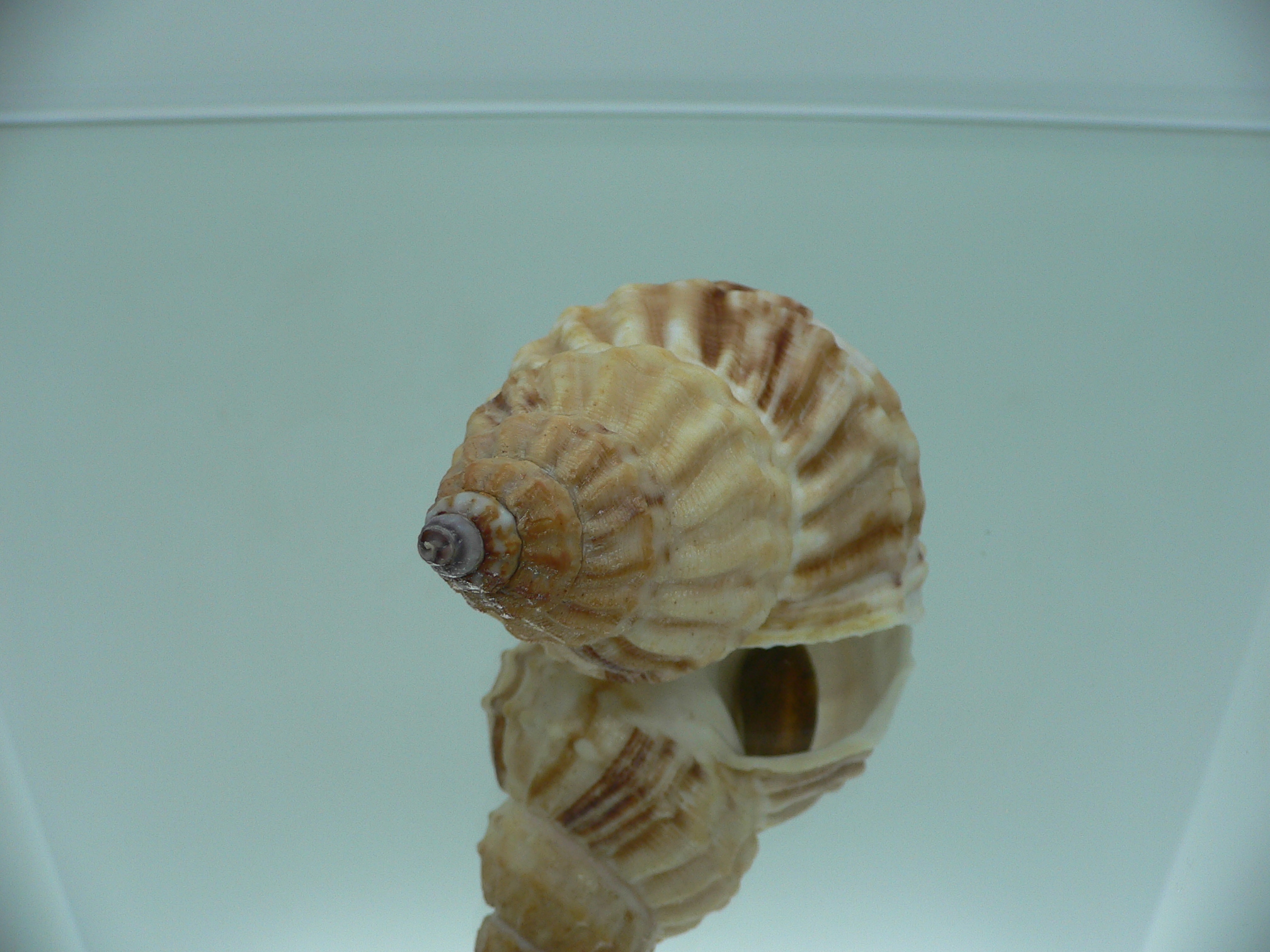 Buccinum verkruzeni  COLOR