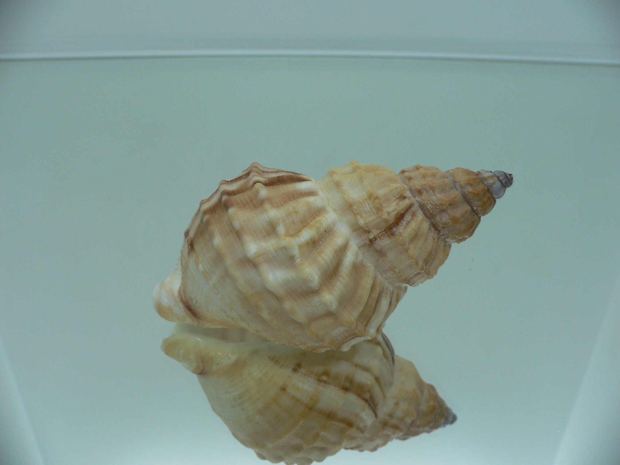 Buccinum verkruzeni  COLOR