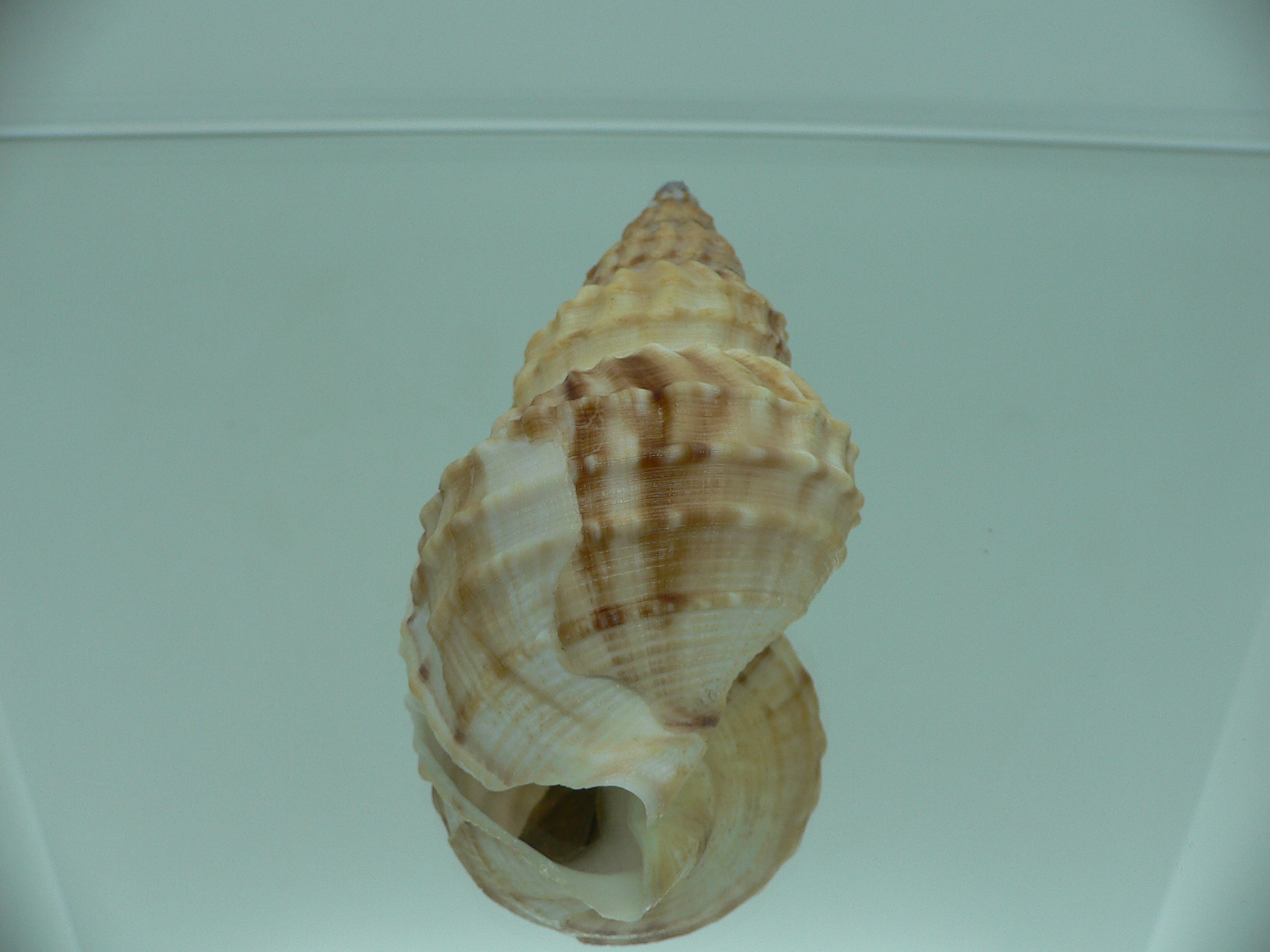 Buccinum verkruzeni  COLOR