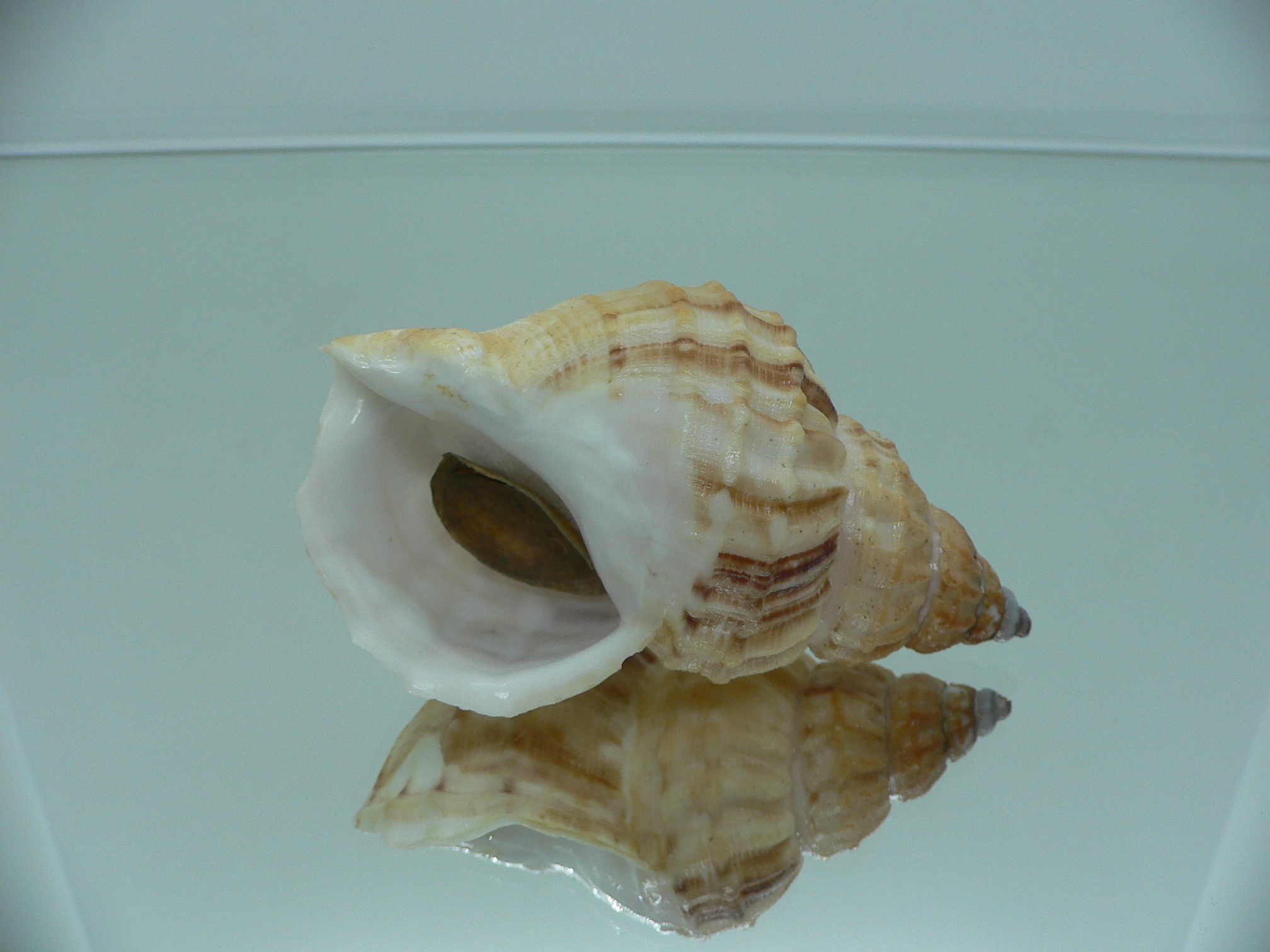 Buccinum verkruzeni  COLOR