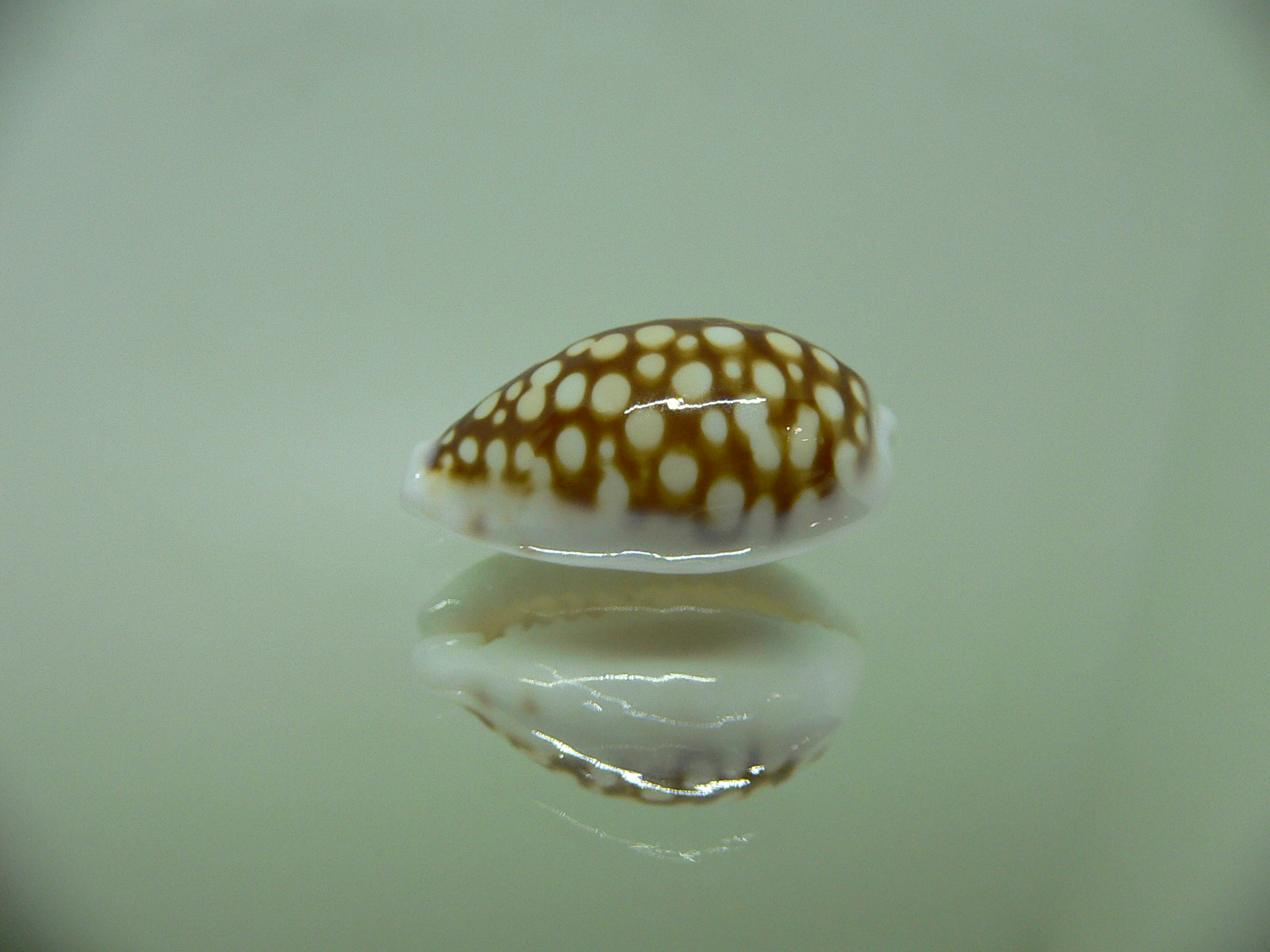 Cribrarula comma cf. setepausensis