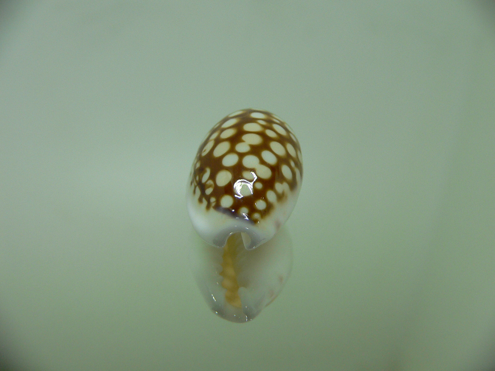 Cribrarula comma cf. setepausensis