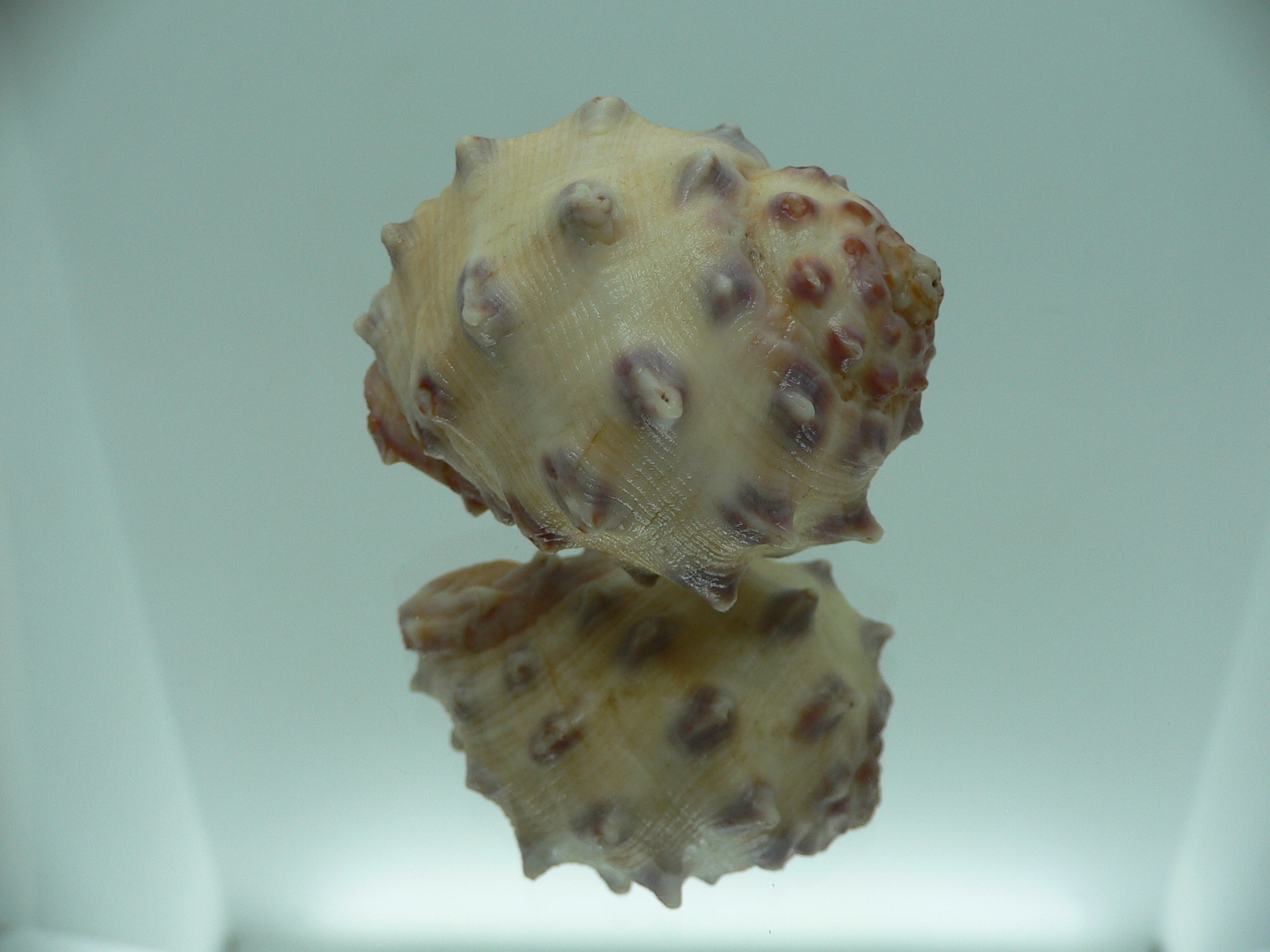 Thais mancinella GOOD SIZE