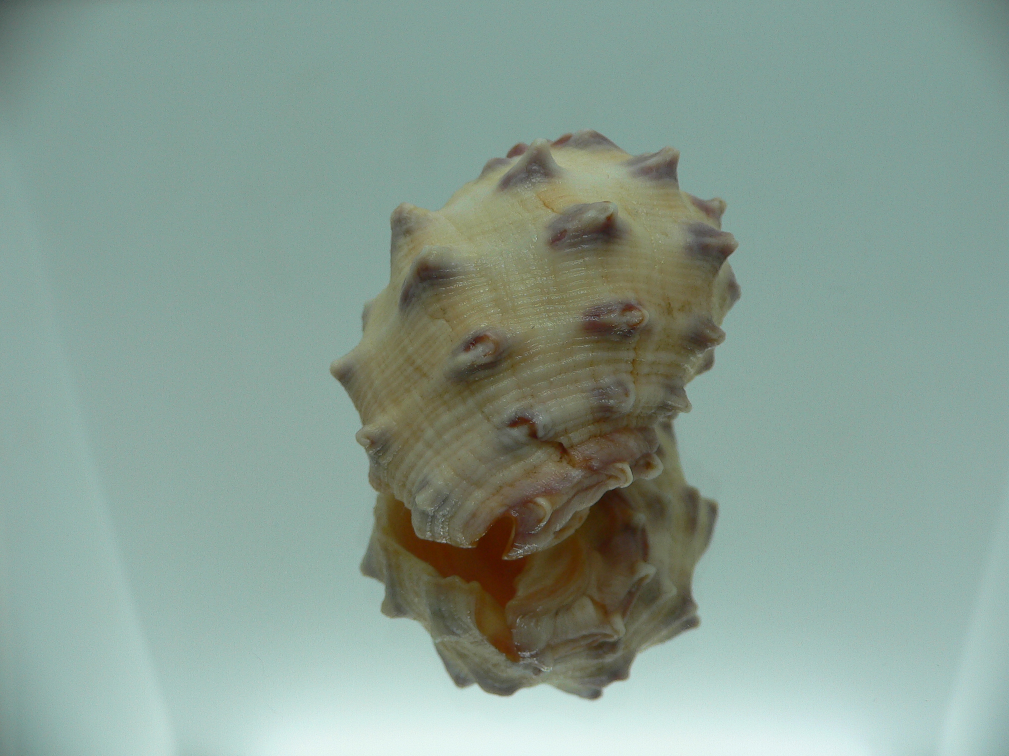 Thais mancinella GOOD SIZE