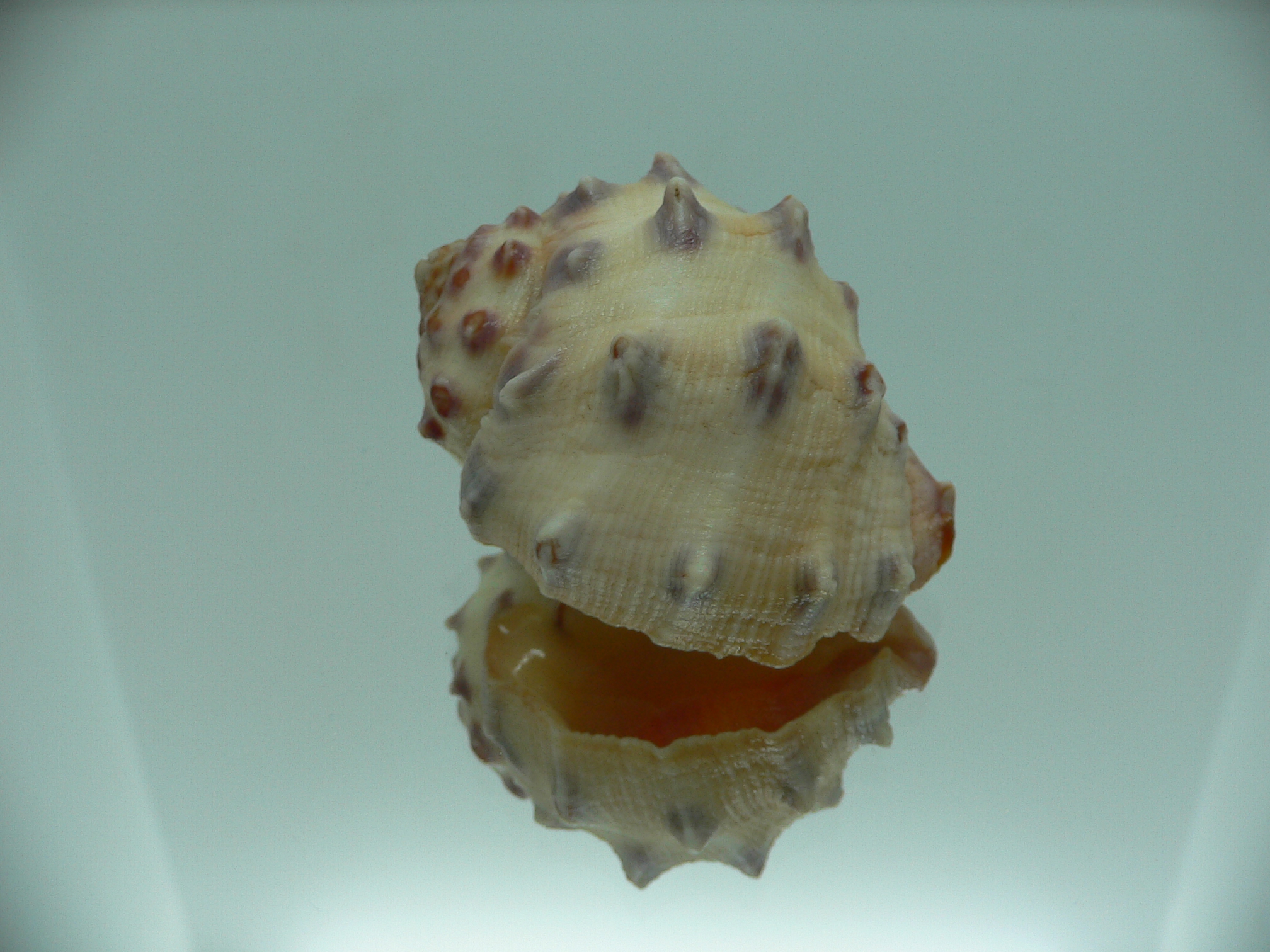 Thais mancinella GOOD SIZE