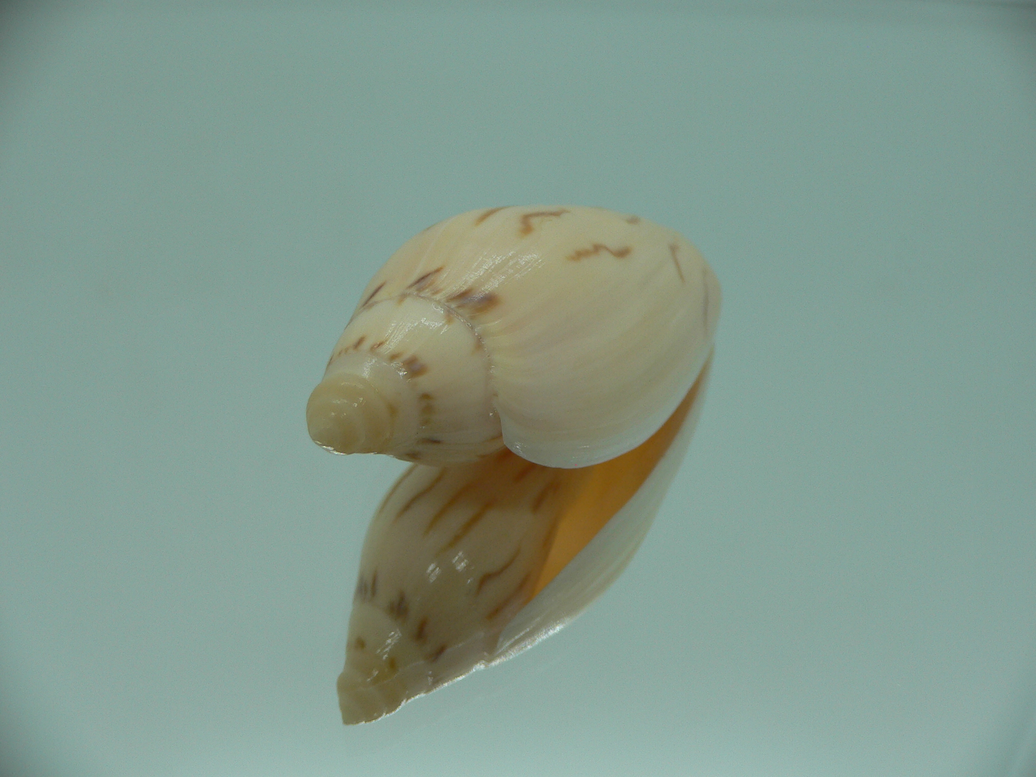 Amoria molleri reducta GIANT