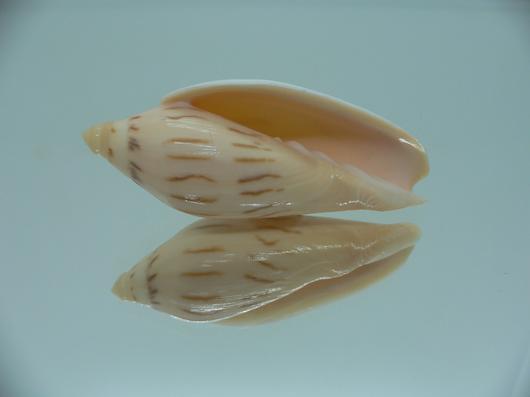 Amoria molleri reducta GIANT
