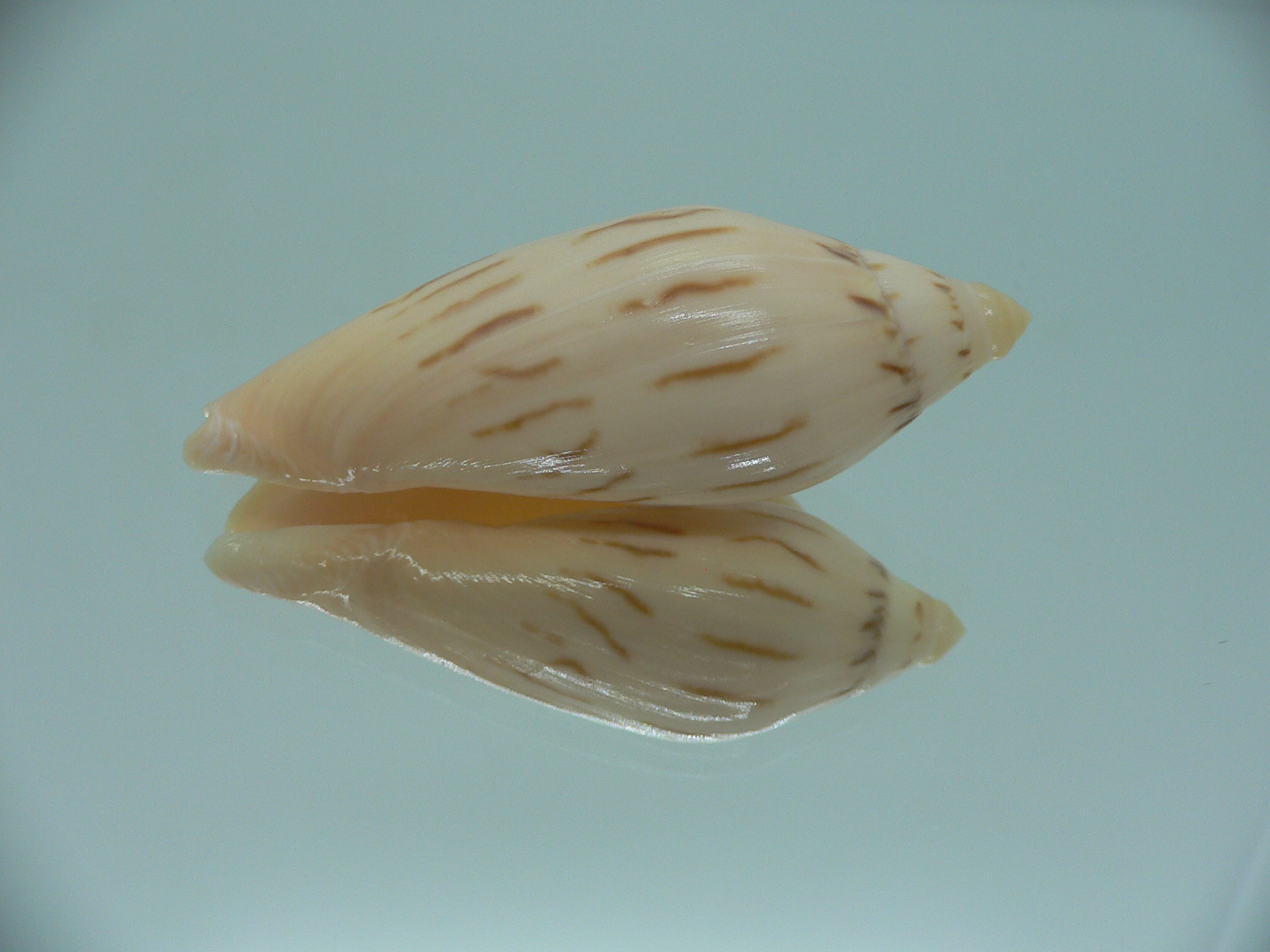 Amoria molleri reducta GIANT