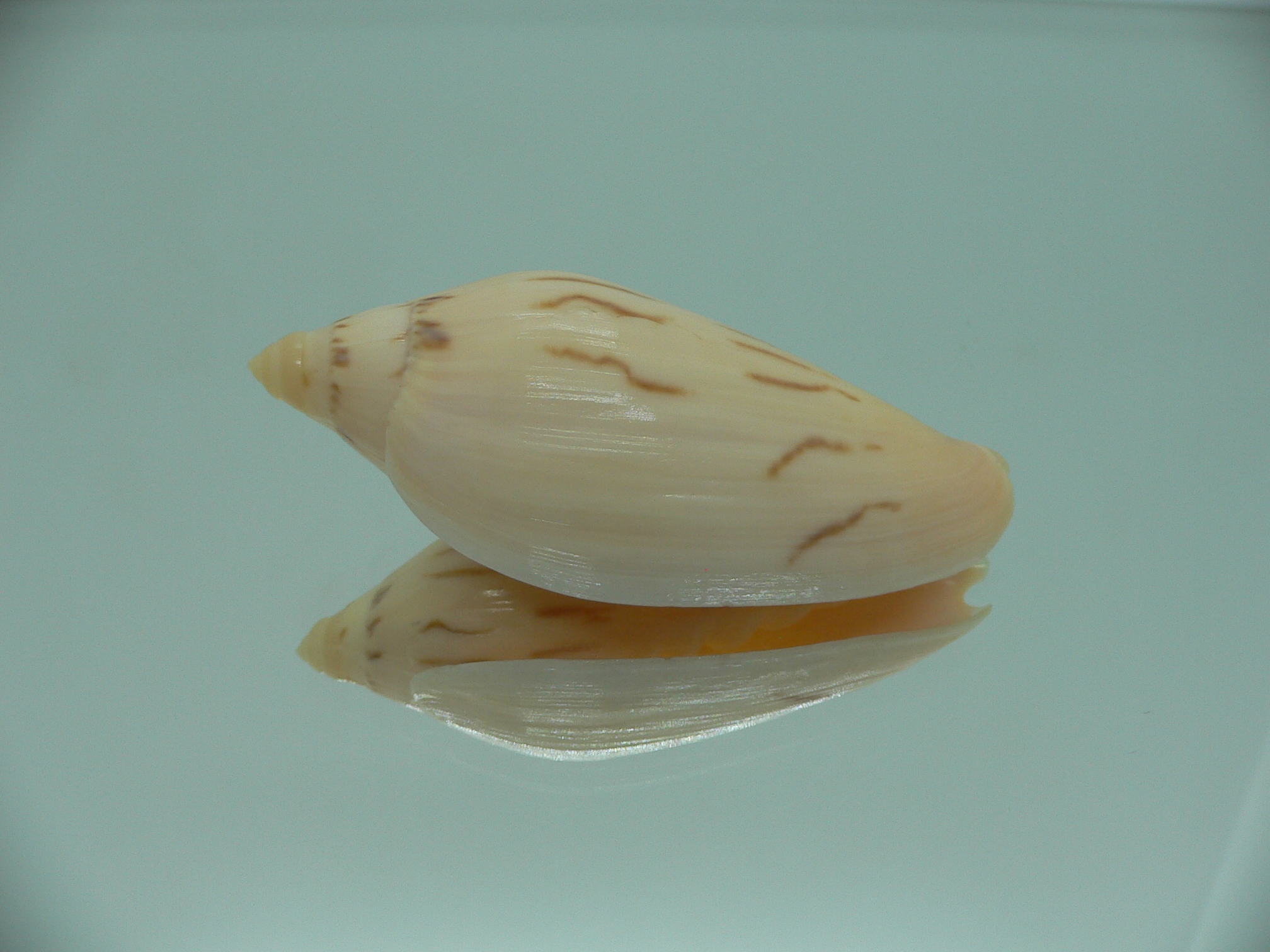 Amoria molleri reducta GIANT