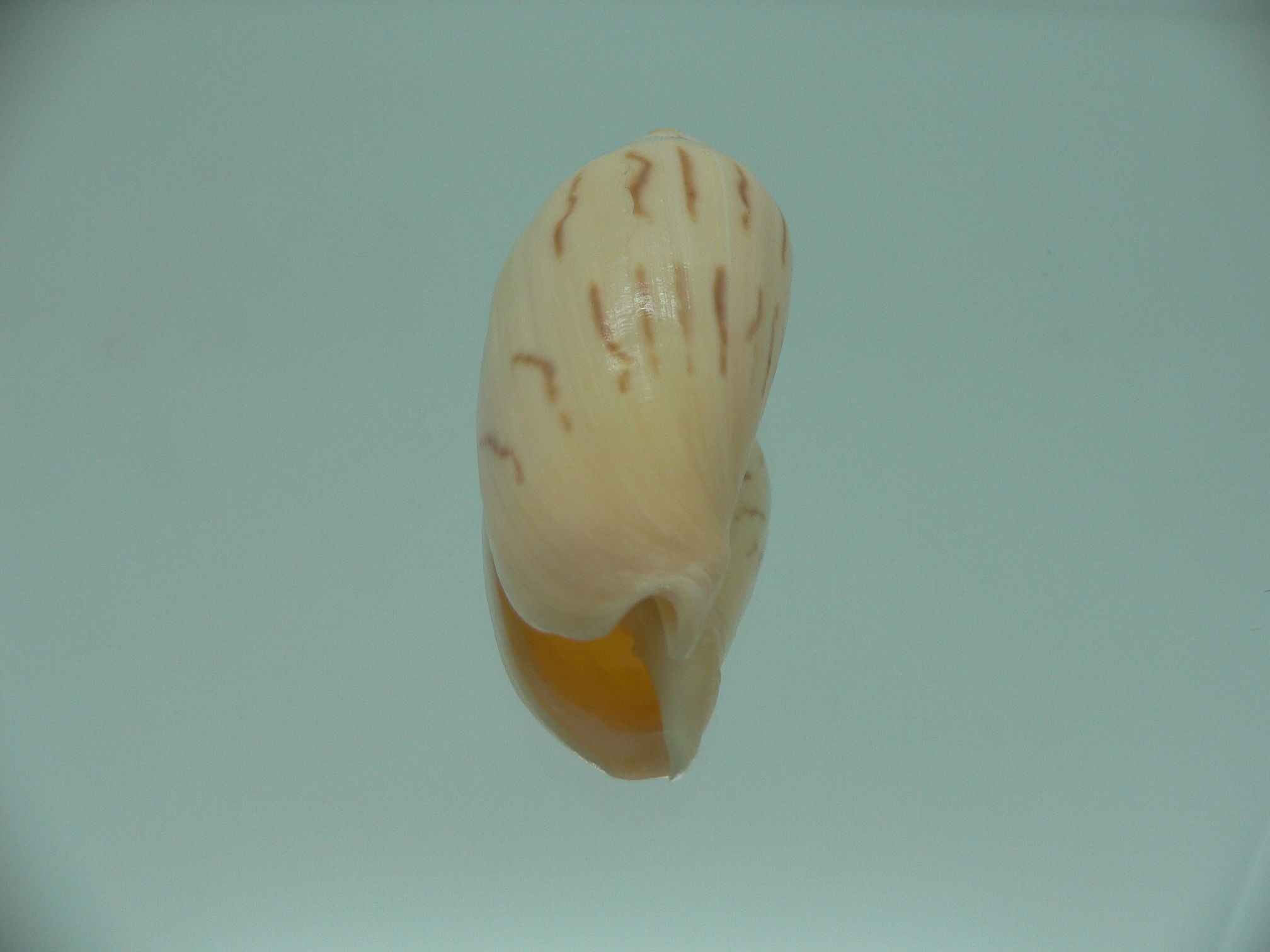 Amoria molleri reducta GIANT