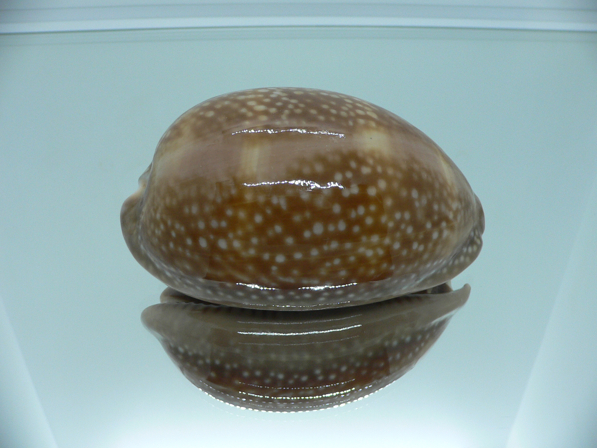 Cypraea cervus cervus RARE & FOGGY ALBION