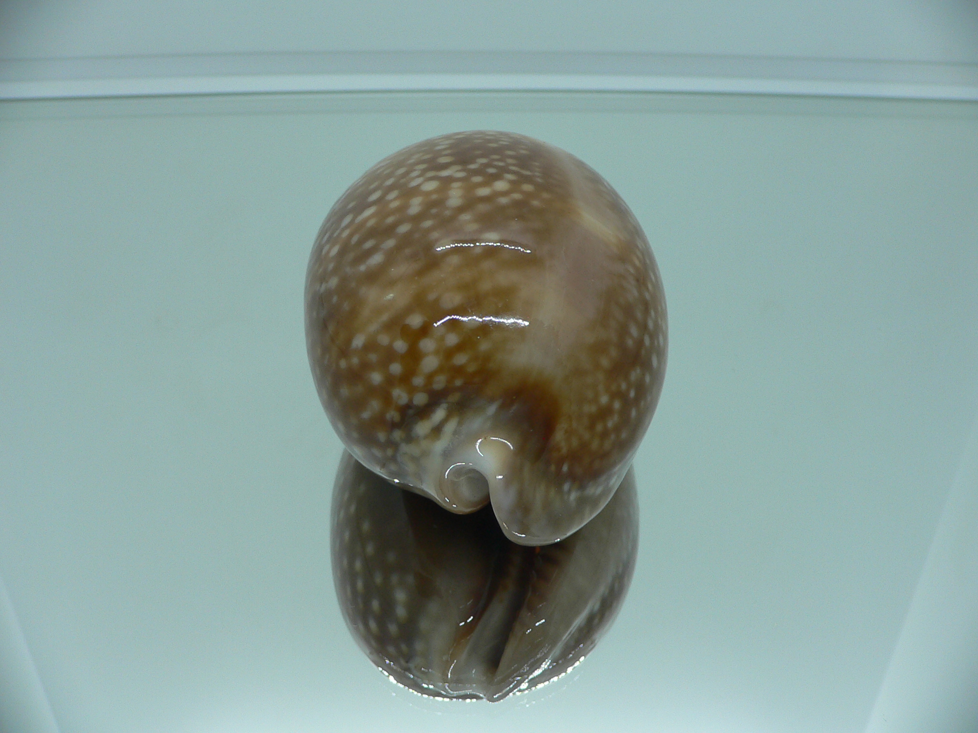 Cypraea cervus cervus RARE & FOGGY ALBION