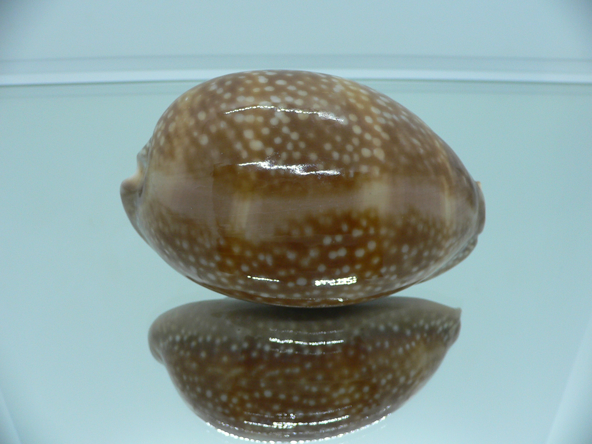 Cypraea cervus cervus RARE & FOGGY ALBION