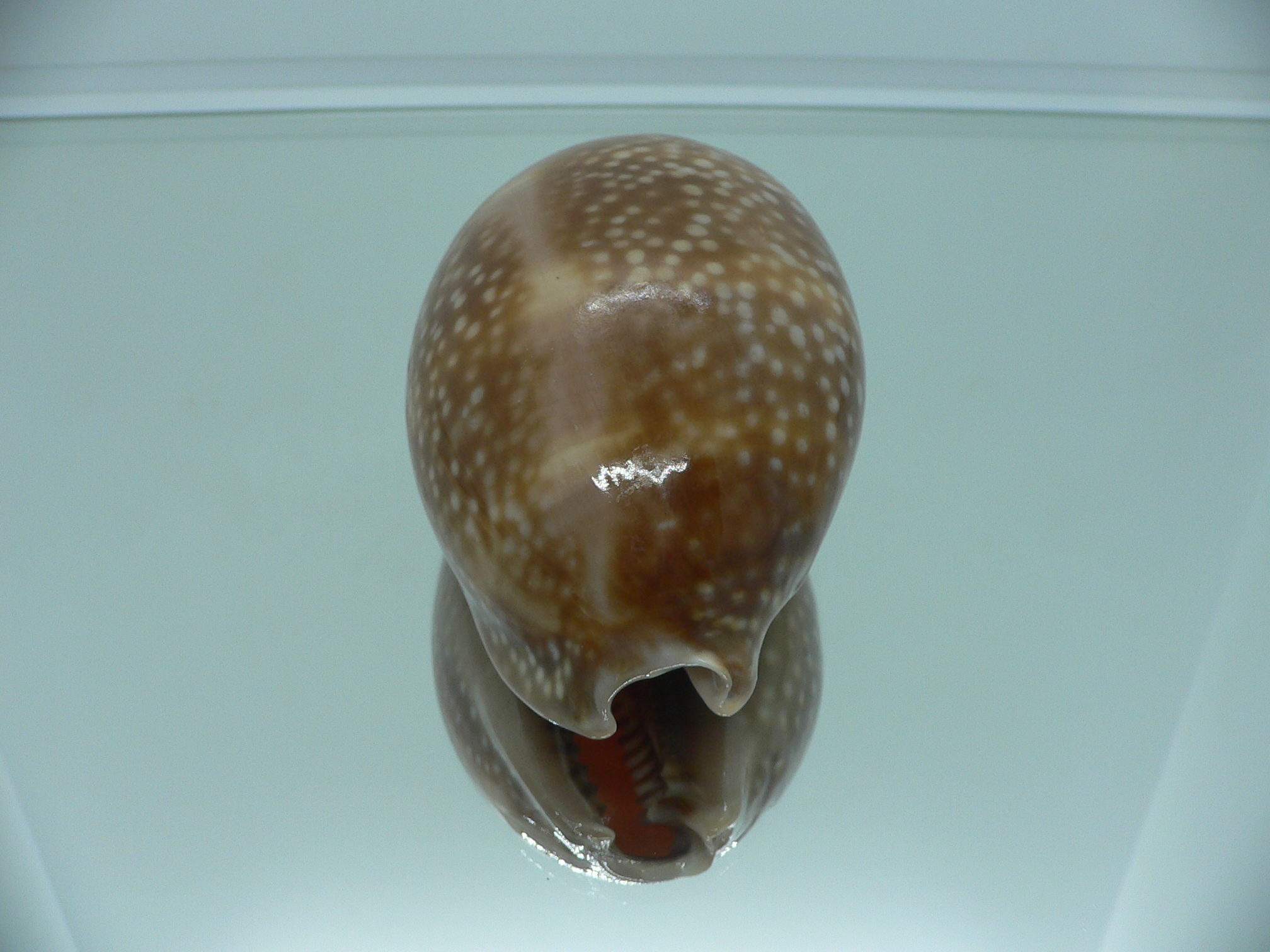 Cypraea cervus cervus RARE & FOGGY ALBION