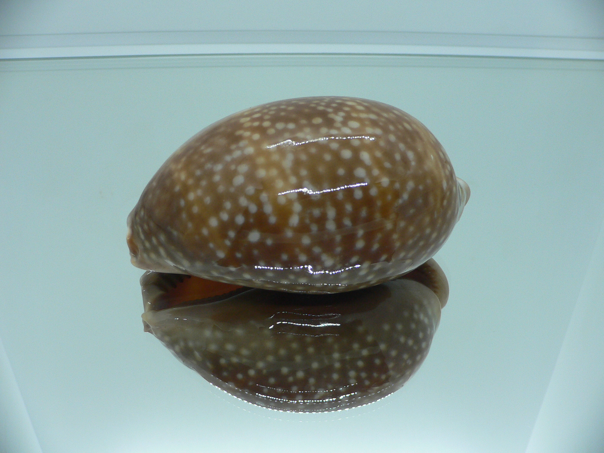 Cypraea cervus cervus RARE & FOGGY ALBION