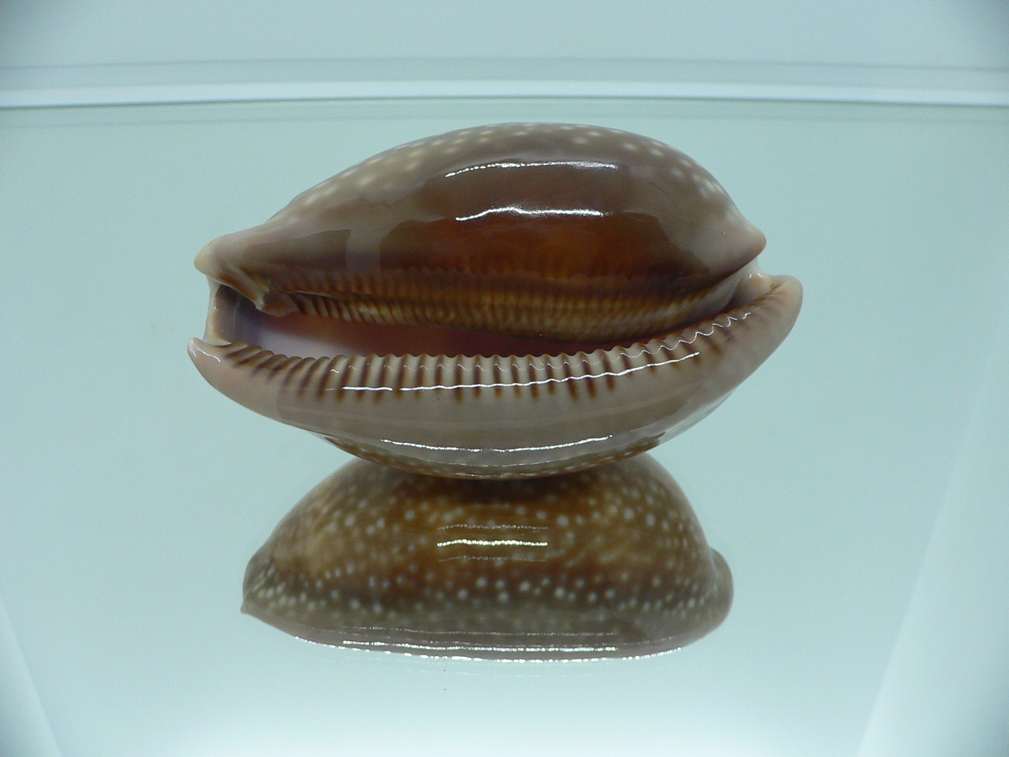 Cypraea cervus cervus RARE & FOGGY ALBION