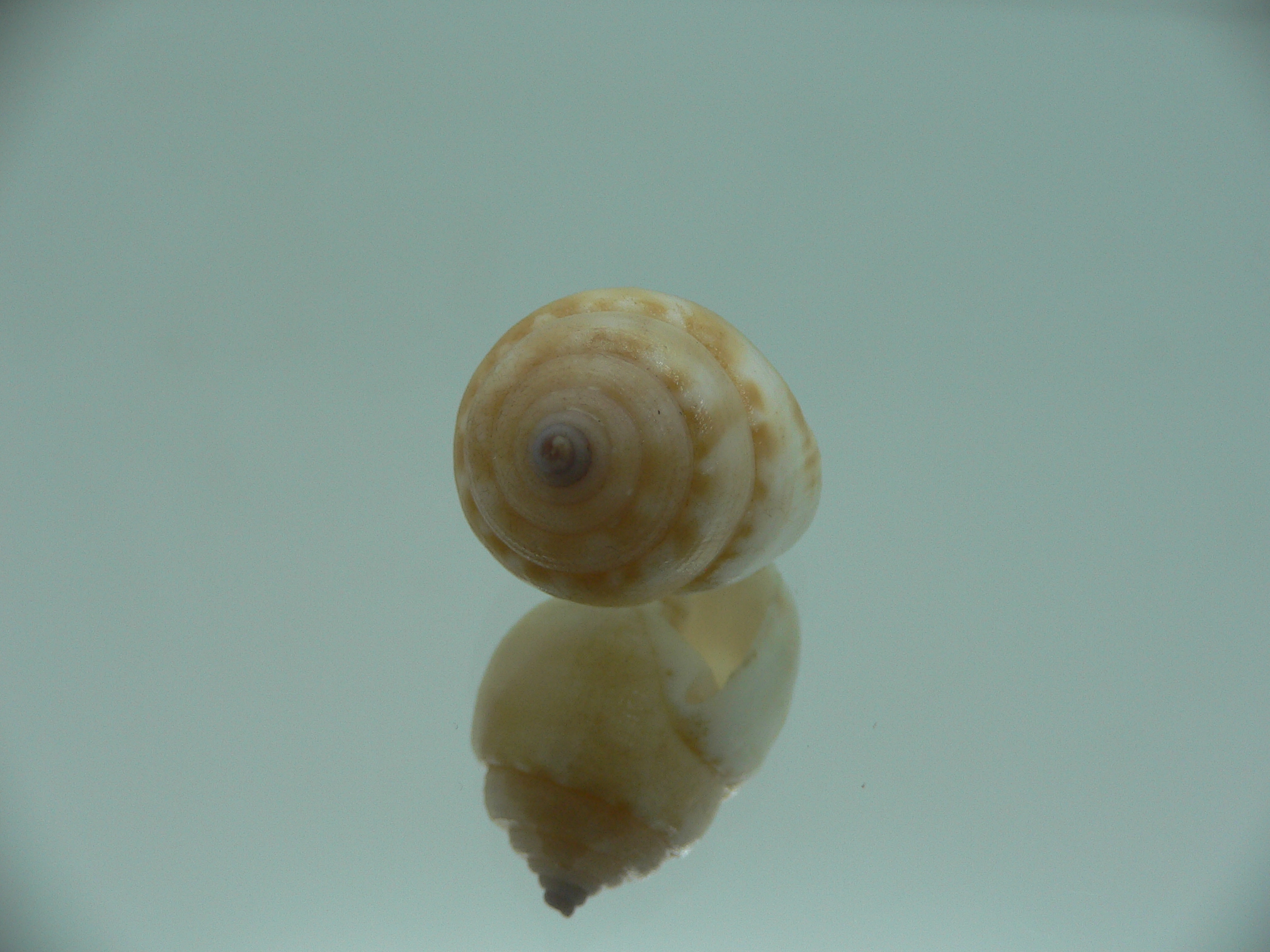 Demoulia pinguis RARE & VERY BIG