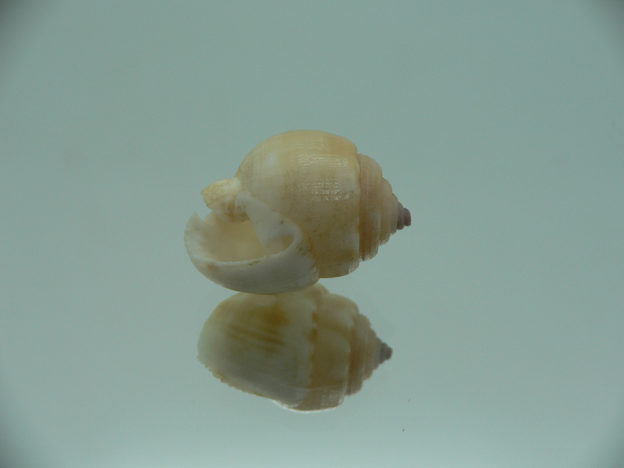 Demoulia pinguis RARE & VERY BIG