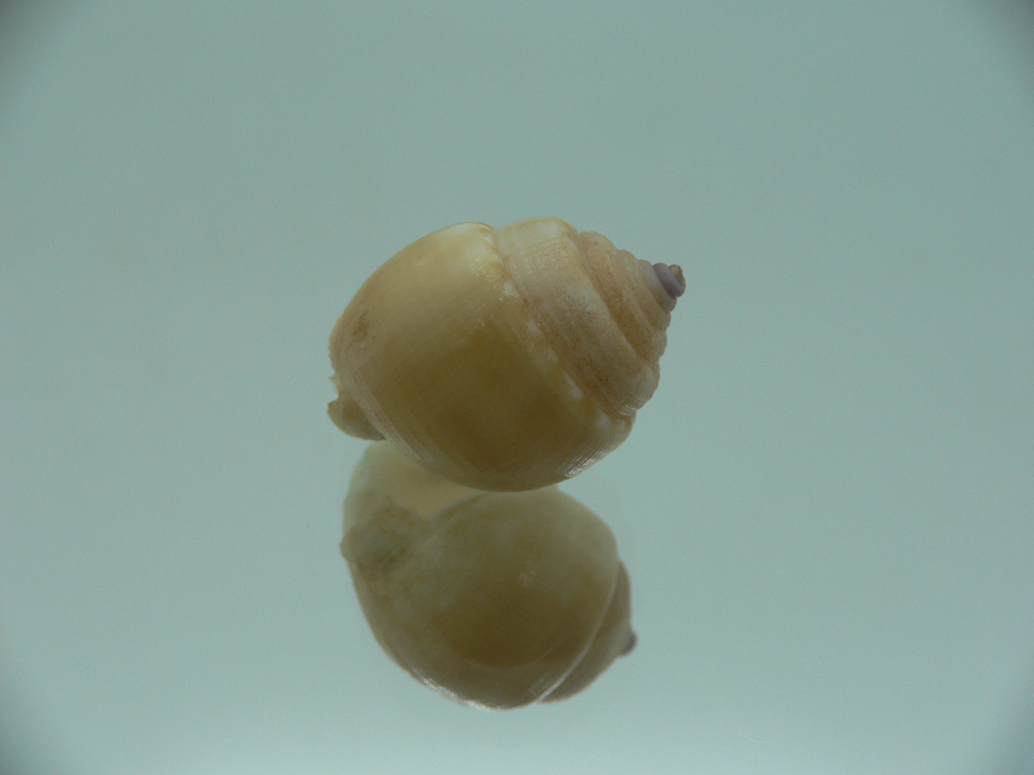 Demoulia pinguis RARE & VERY BIG