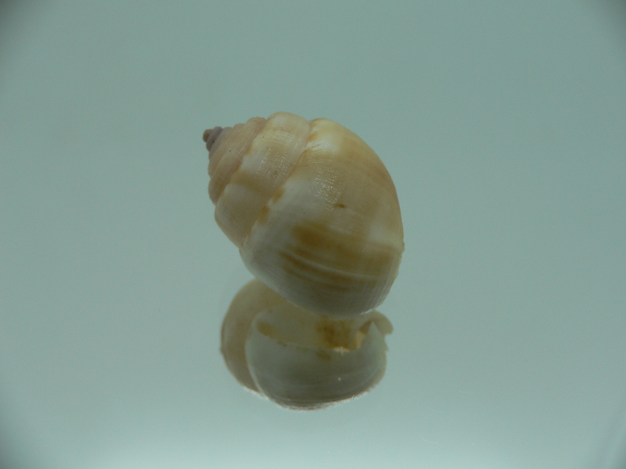Demoulia pinguis RARE & VERY BIG