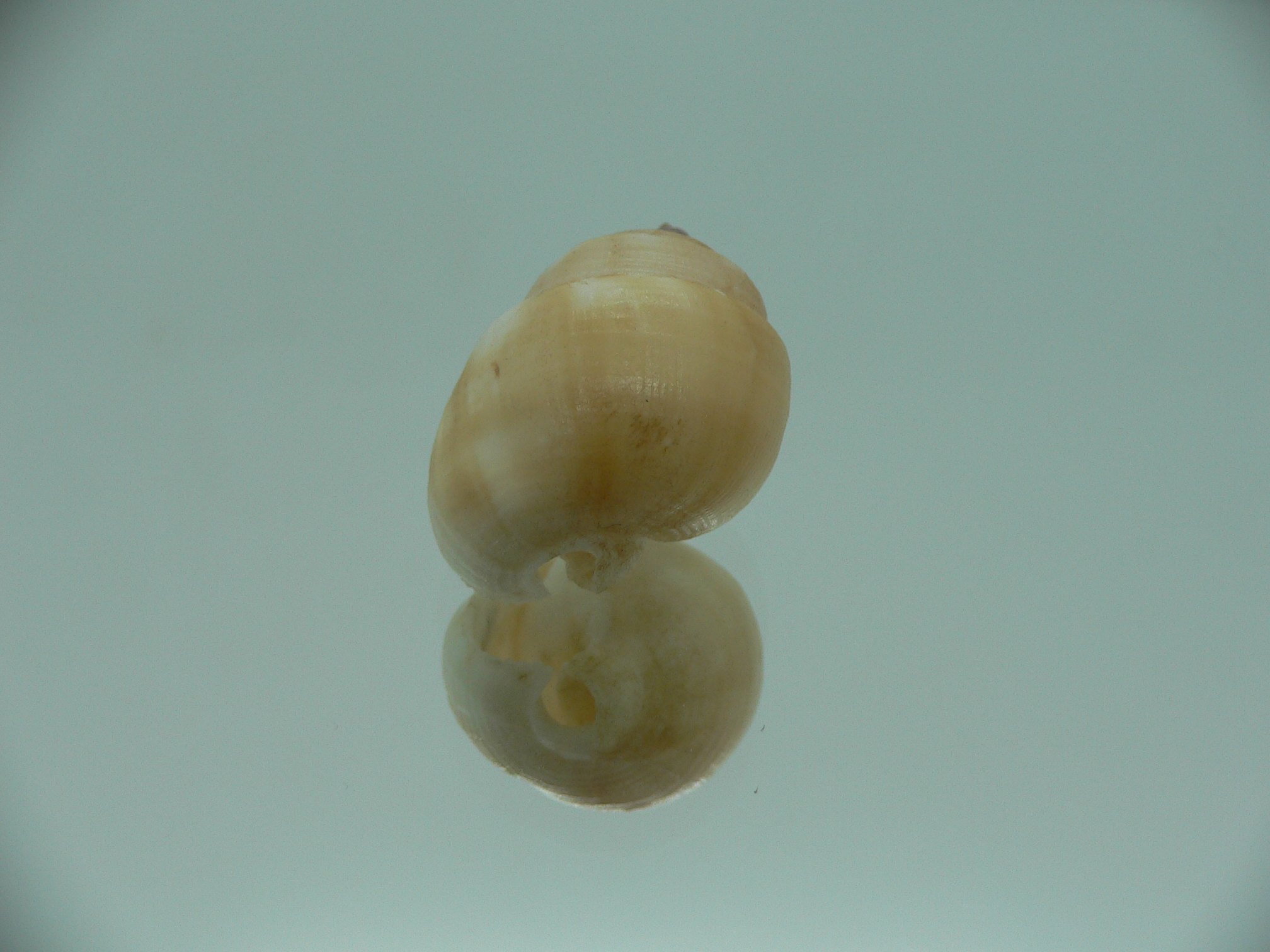 Demoulia pinguis RARE & VERY BIG