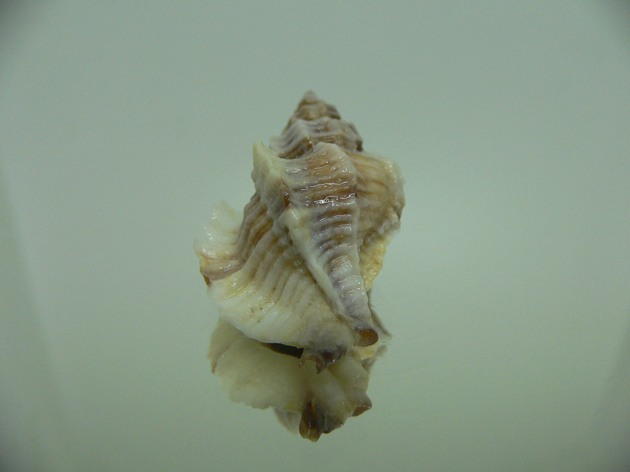 Ocinebrellus lumarius SUPER GIANT