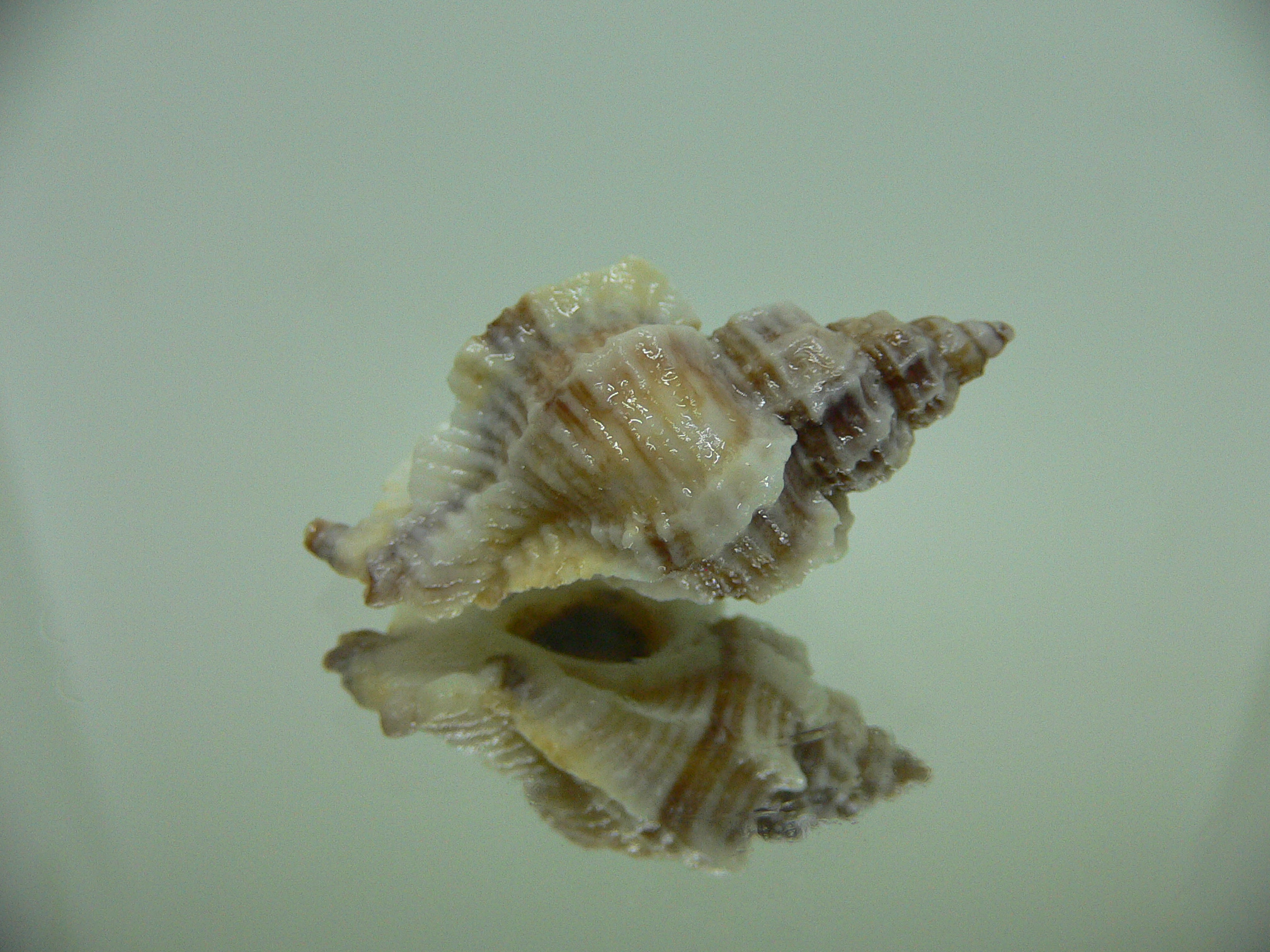 Ocinebrellus lumarius SUPER GIANT