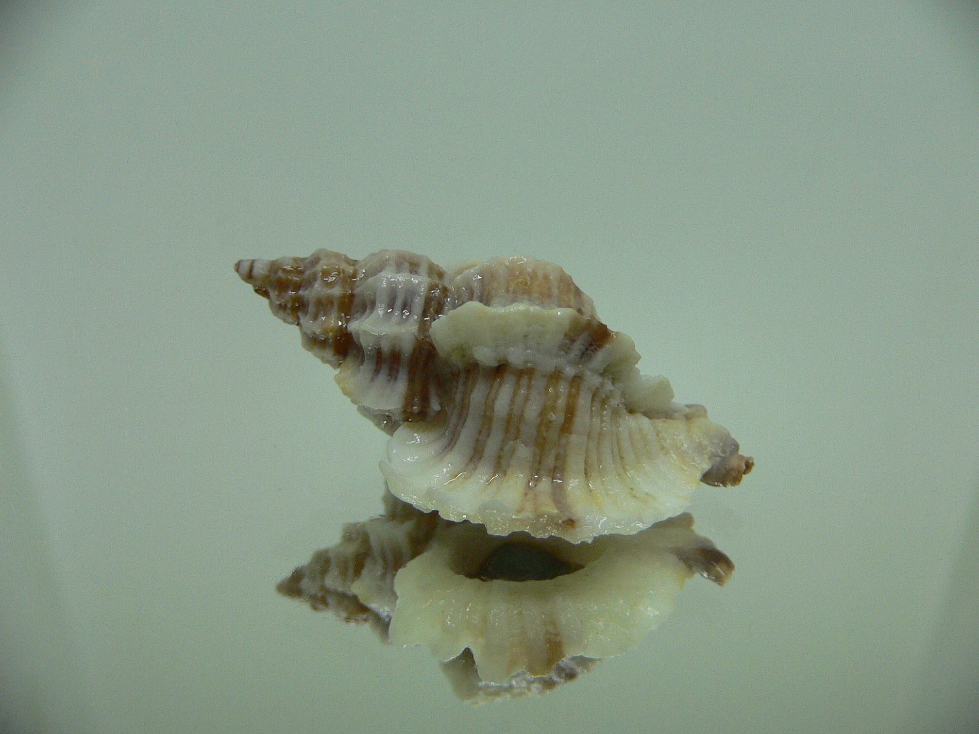 Ocinebrellus lumarius SUPER GIANT