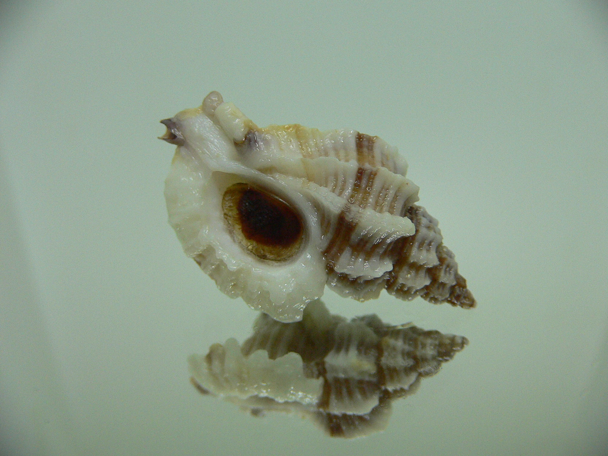 Ocinebrellus lumarius SUPER GIANT