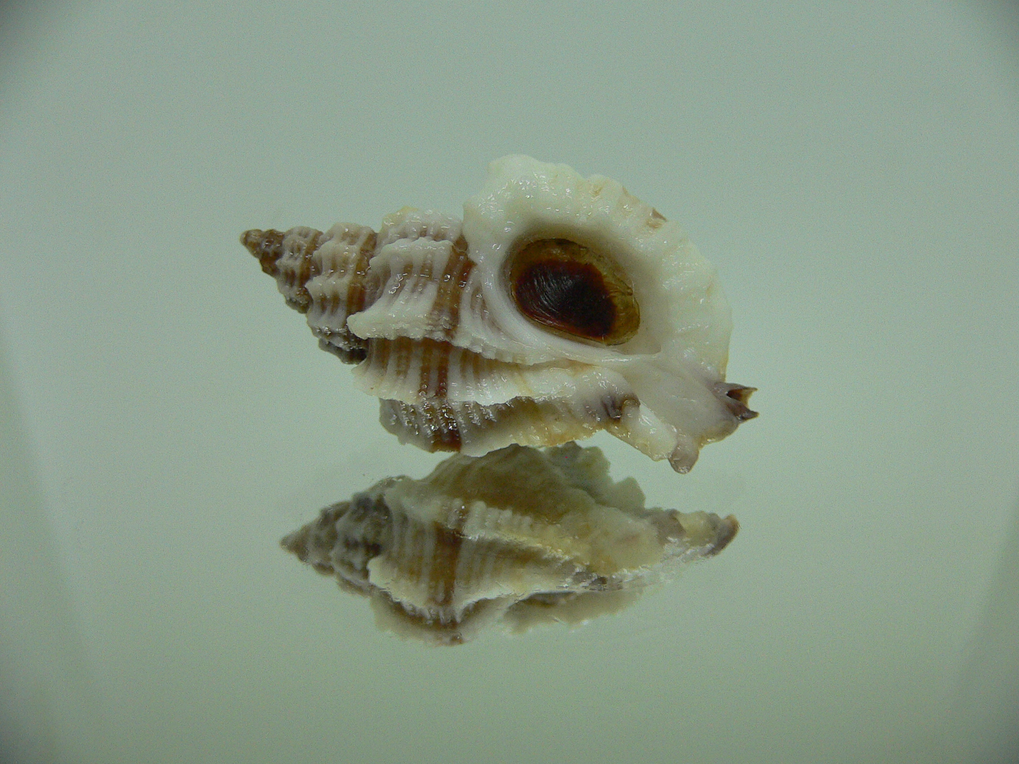 Ocinebrellus lumarius SUPER GIANT