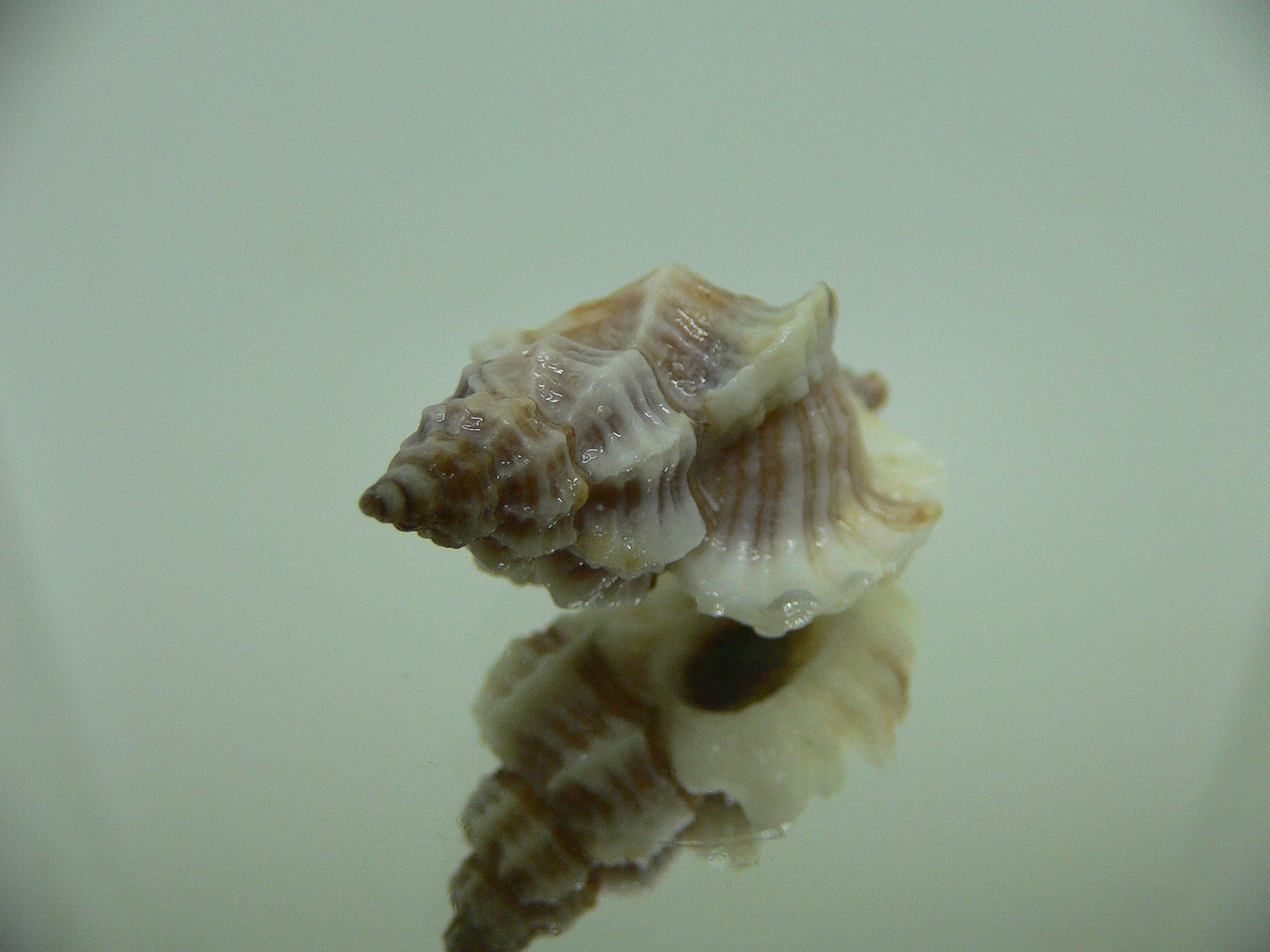 Ocinebrellus lumarius SUPER GIANT