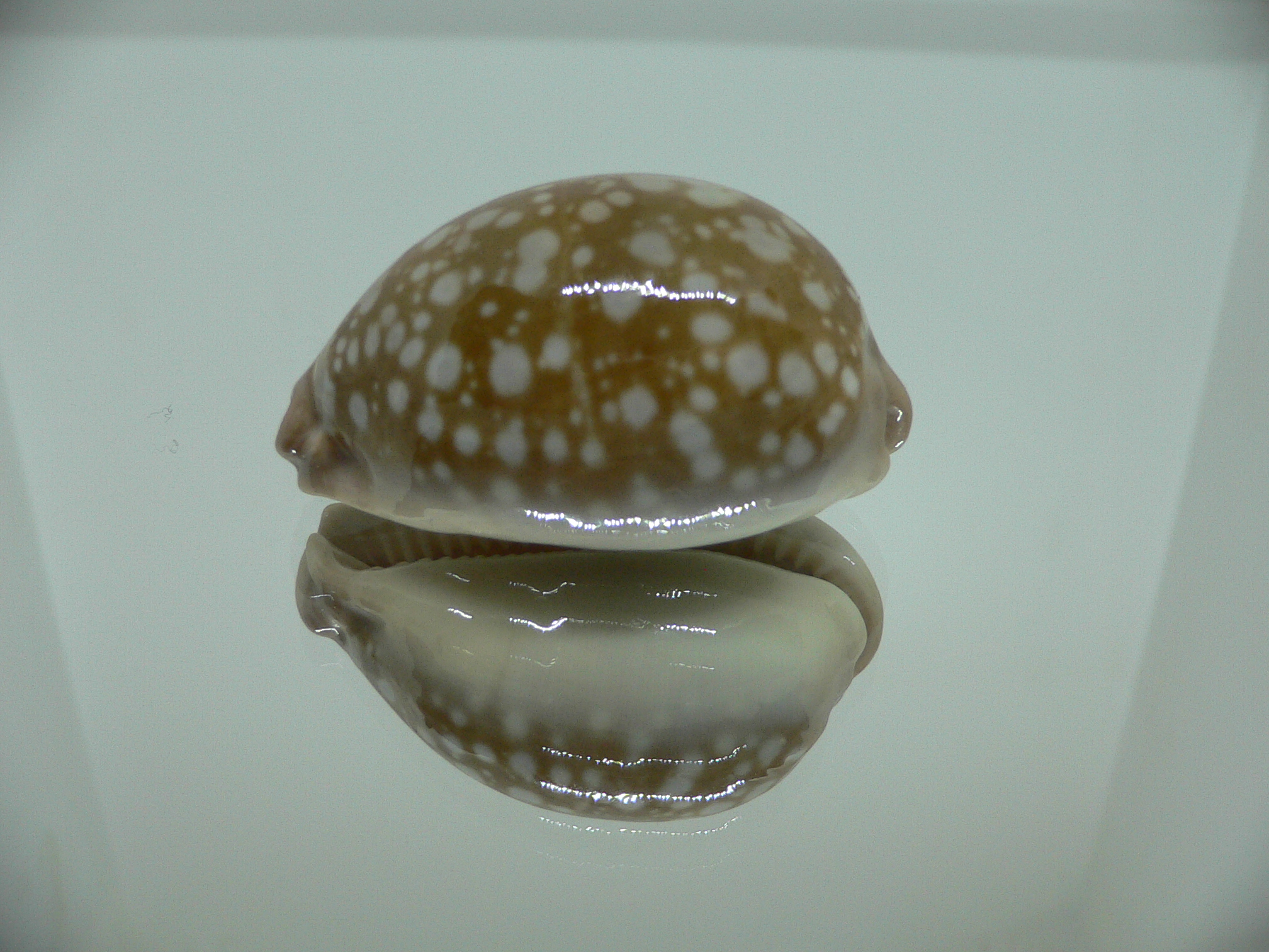 Cypraea nivosa