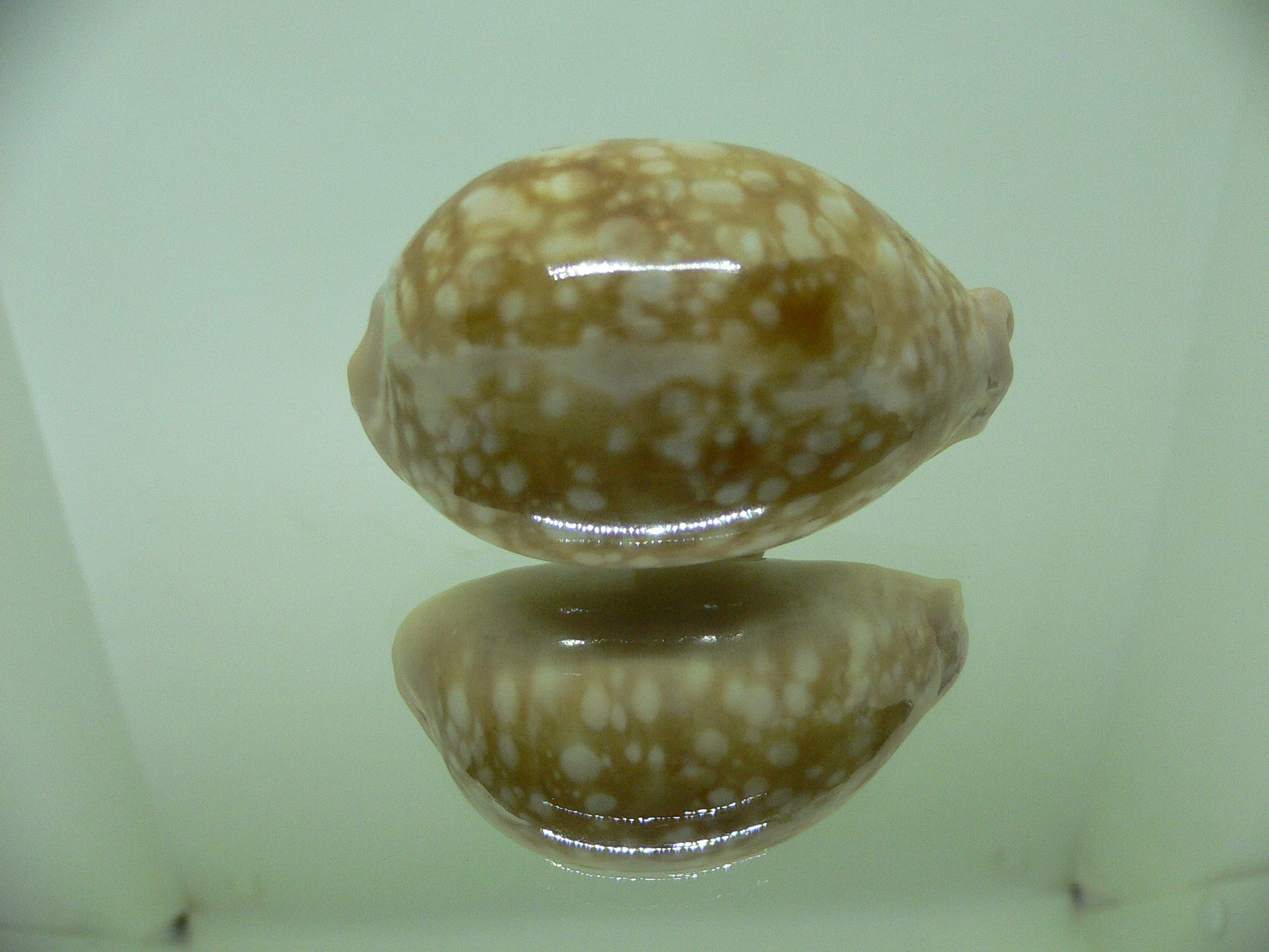 Cypraea nivosa DARK