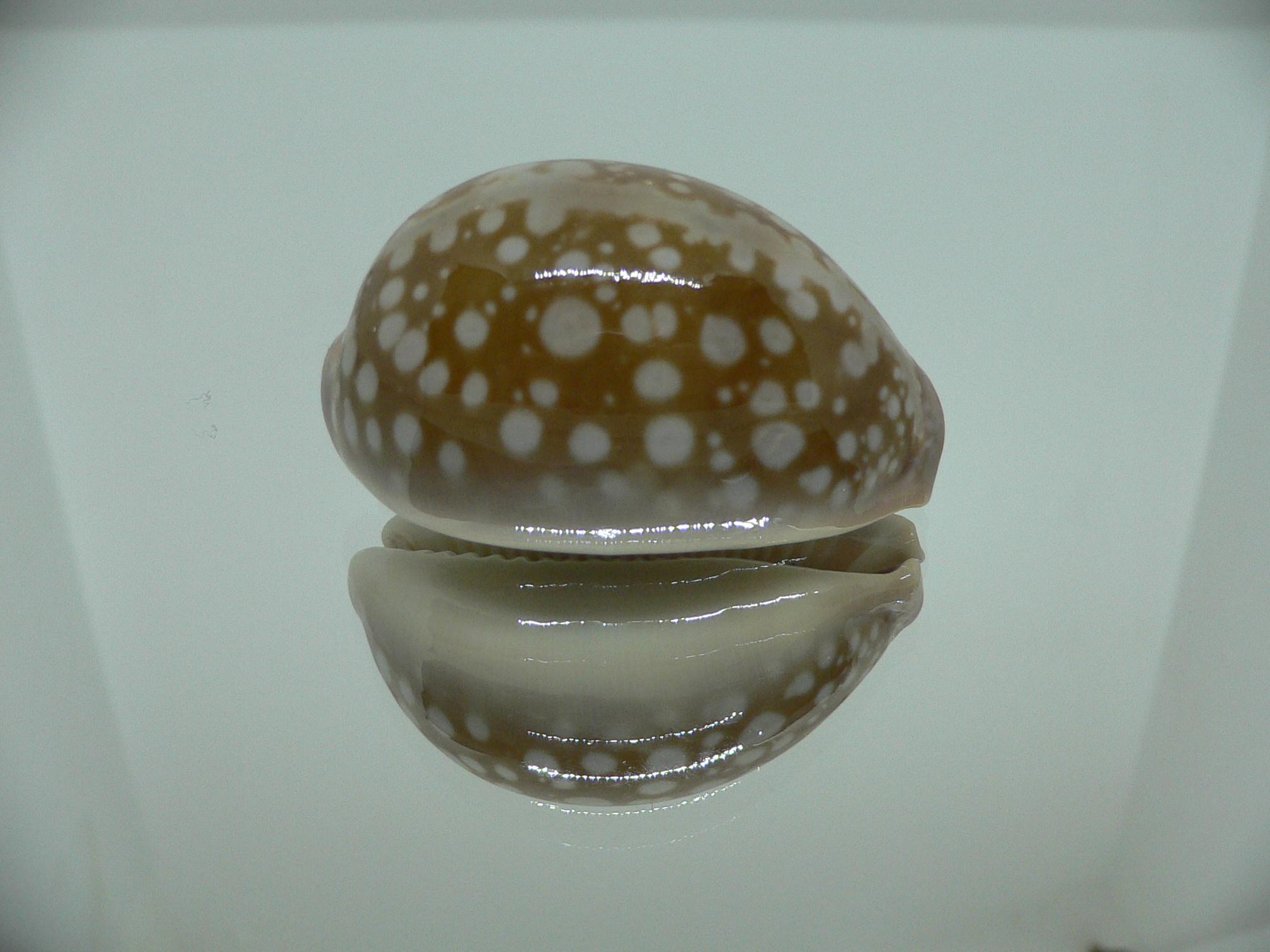 Cypraea nivosa