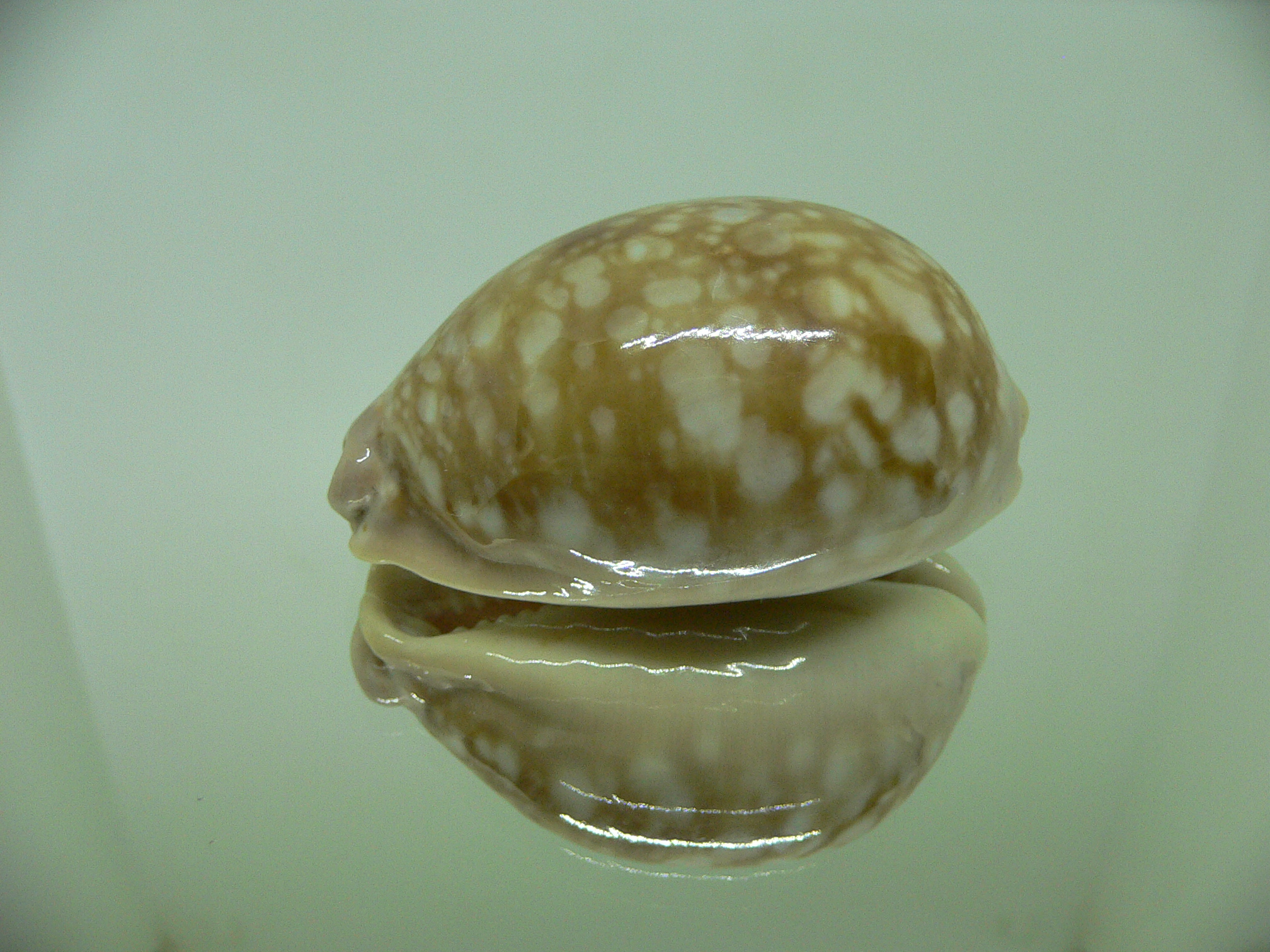 Cypraea nivosa DARK