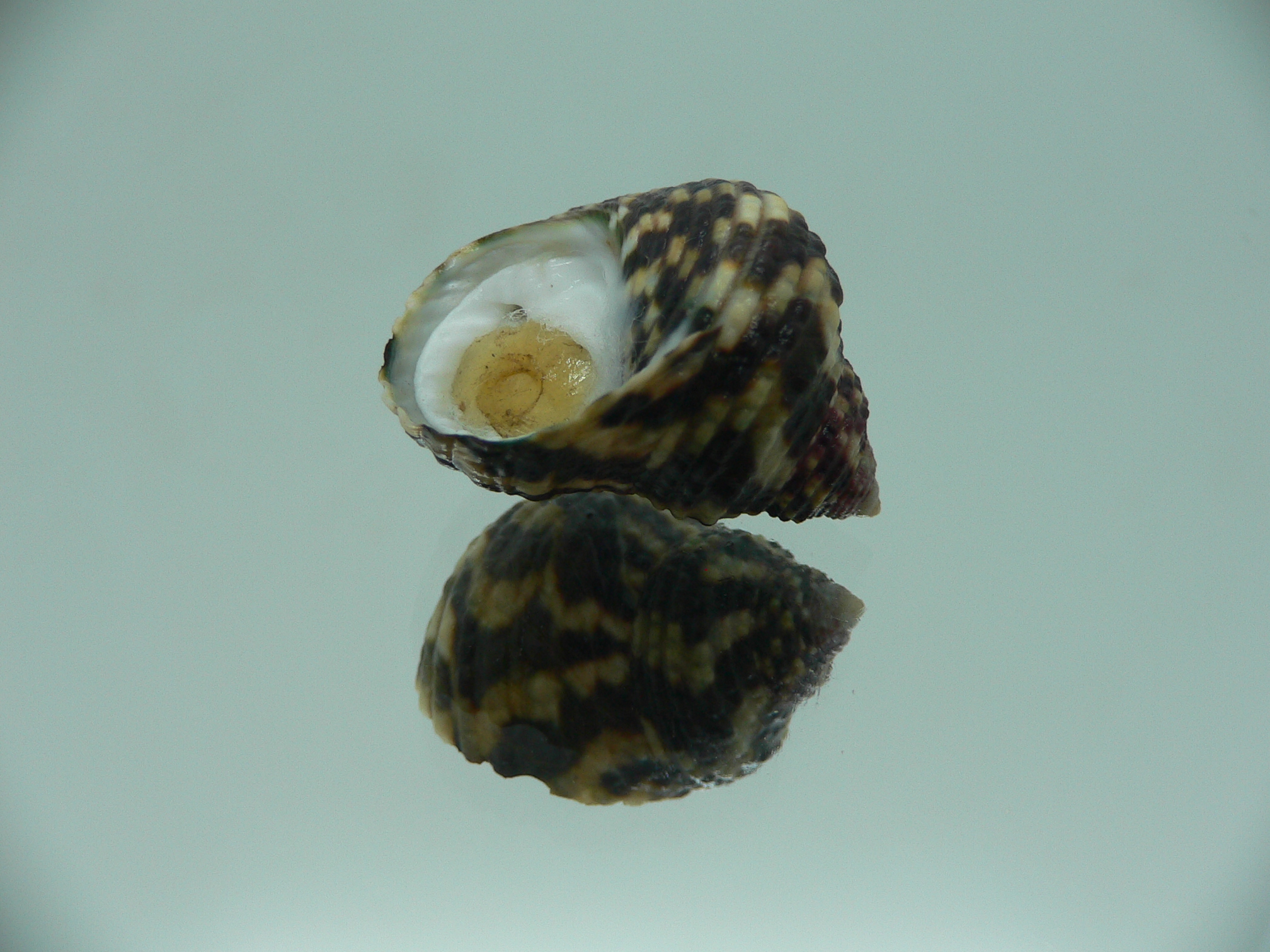 Austrocochlea brevis GIANT