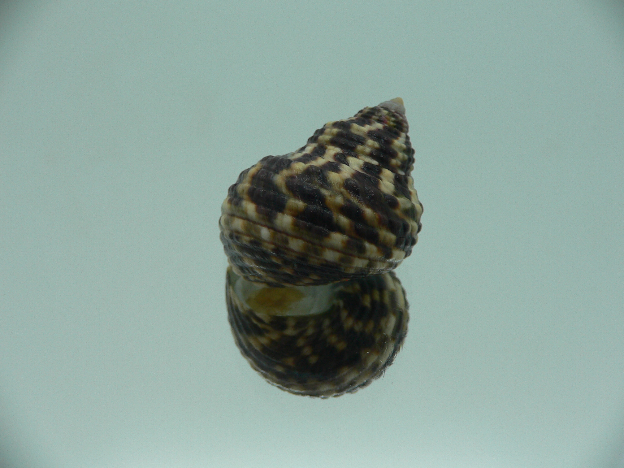 Austrocochlea brevis GIANT